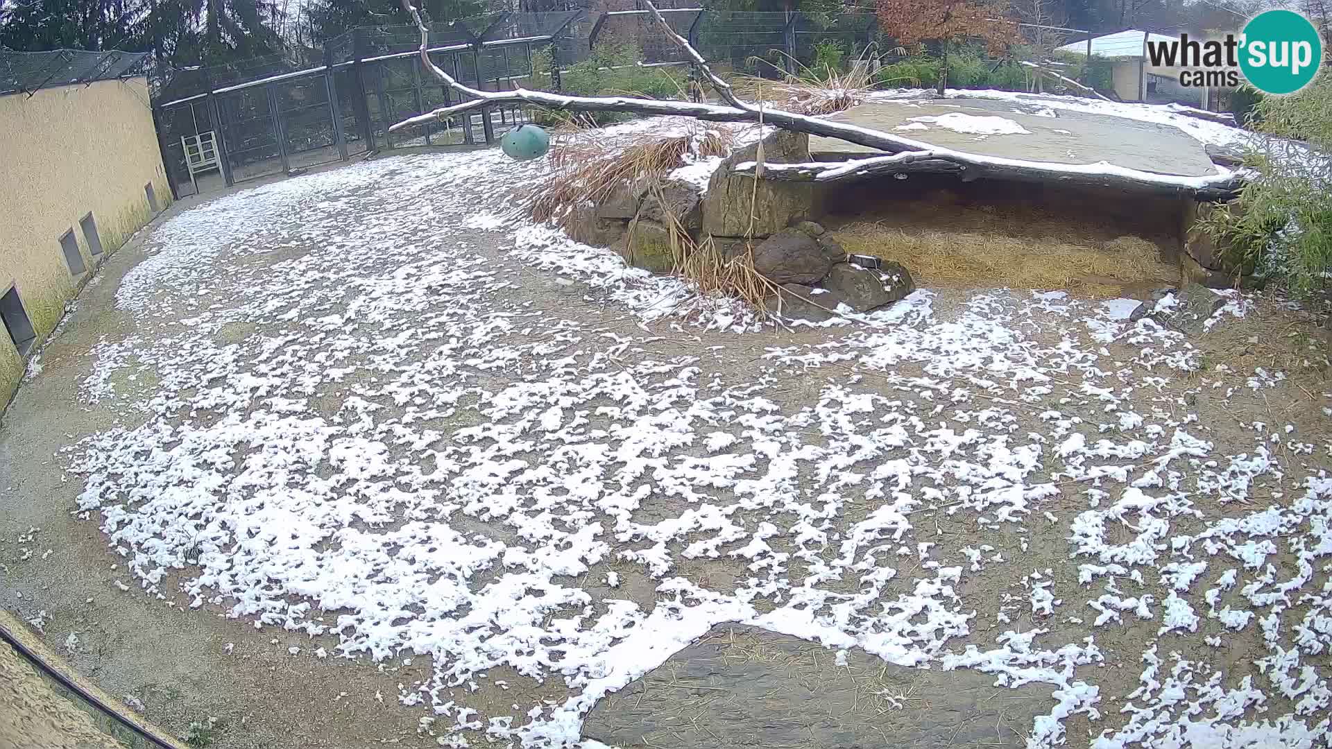 LION webcam en direct du zoo de Ljubljana – Slovénie