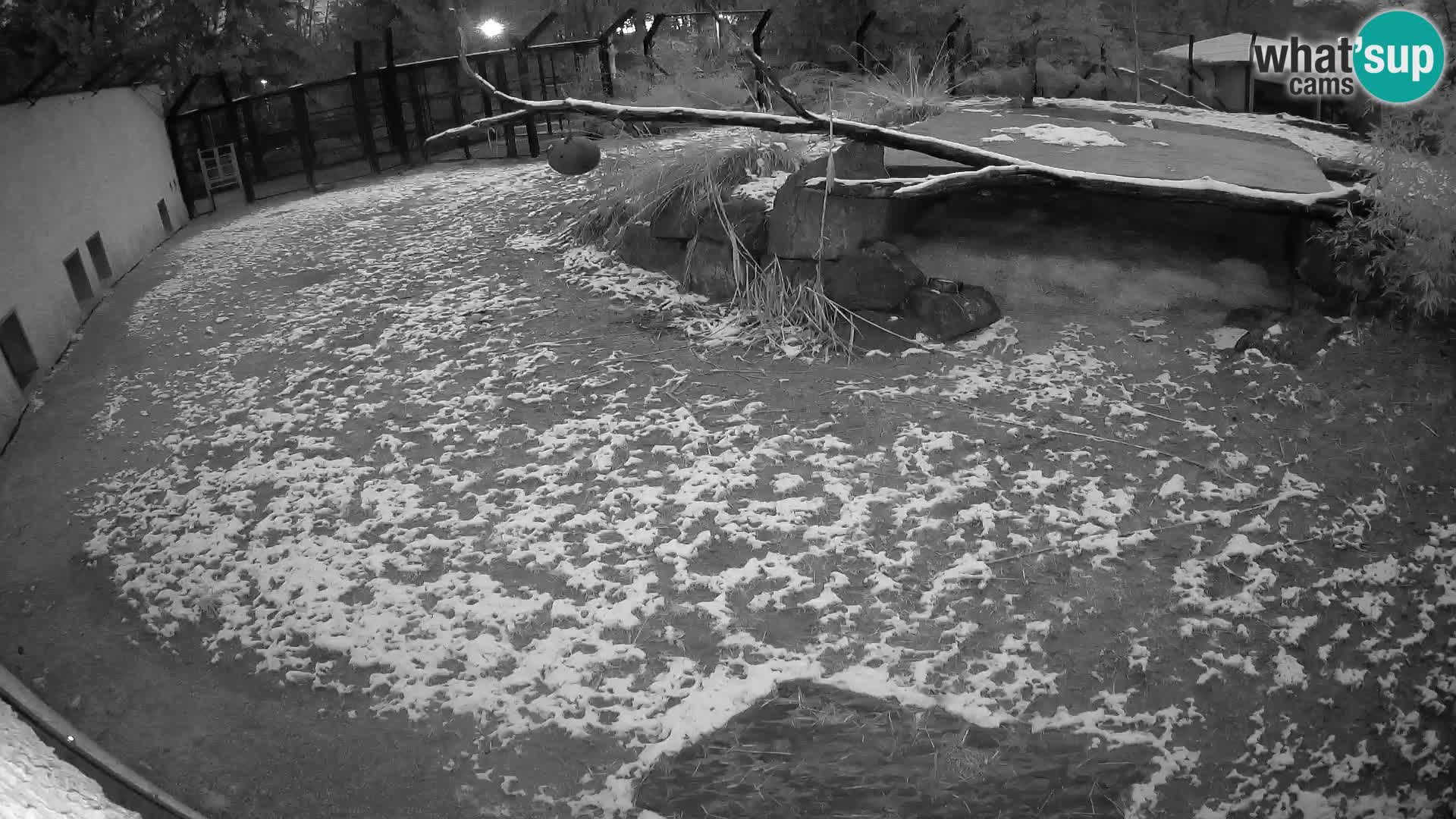 LION live Webcam in Ljubljana Zoo – Slovenia