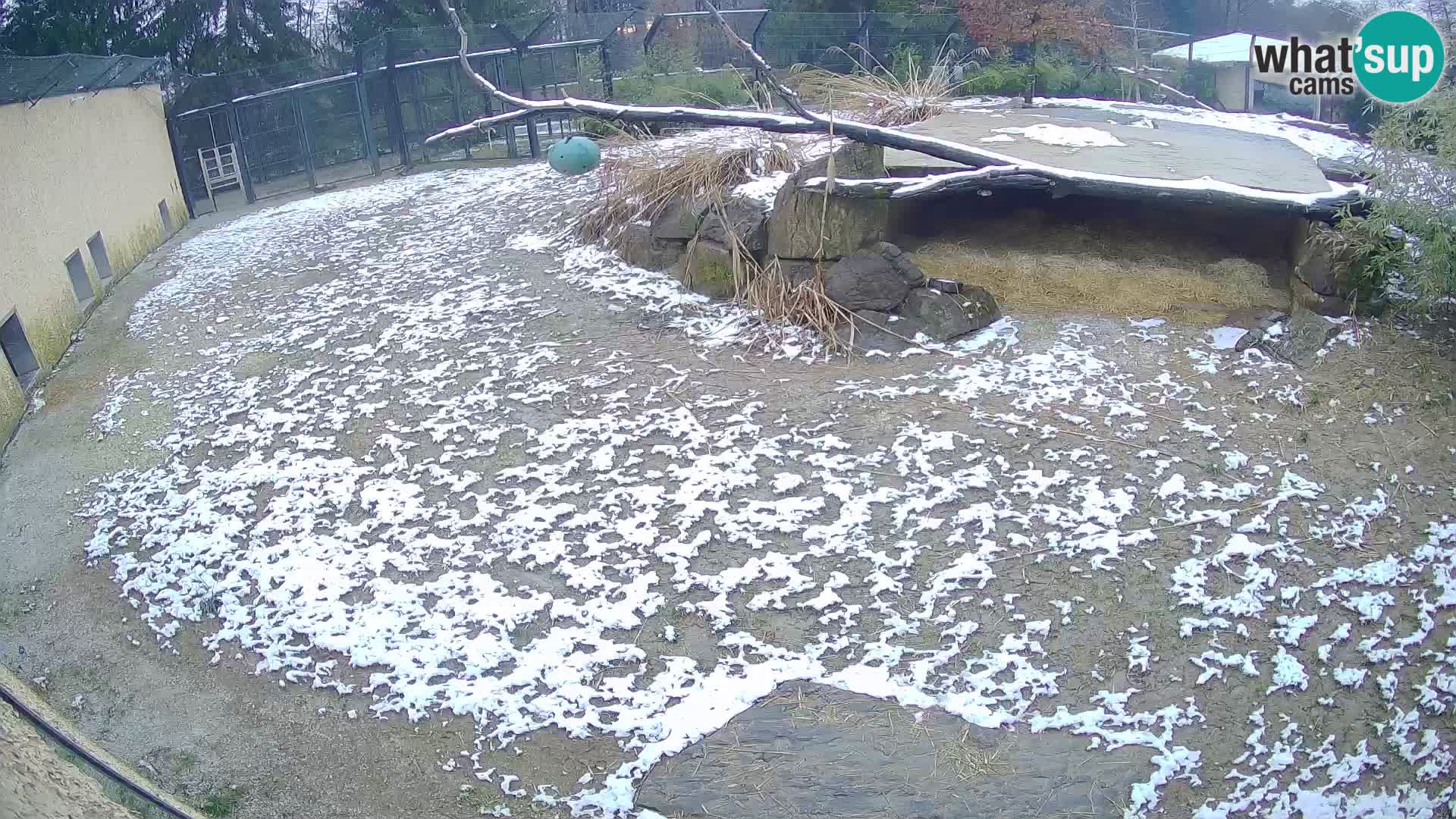 LION webcam en direct du zoo de Ljubljana – Slovénie