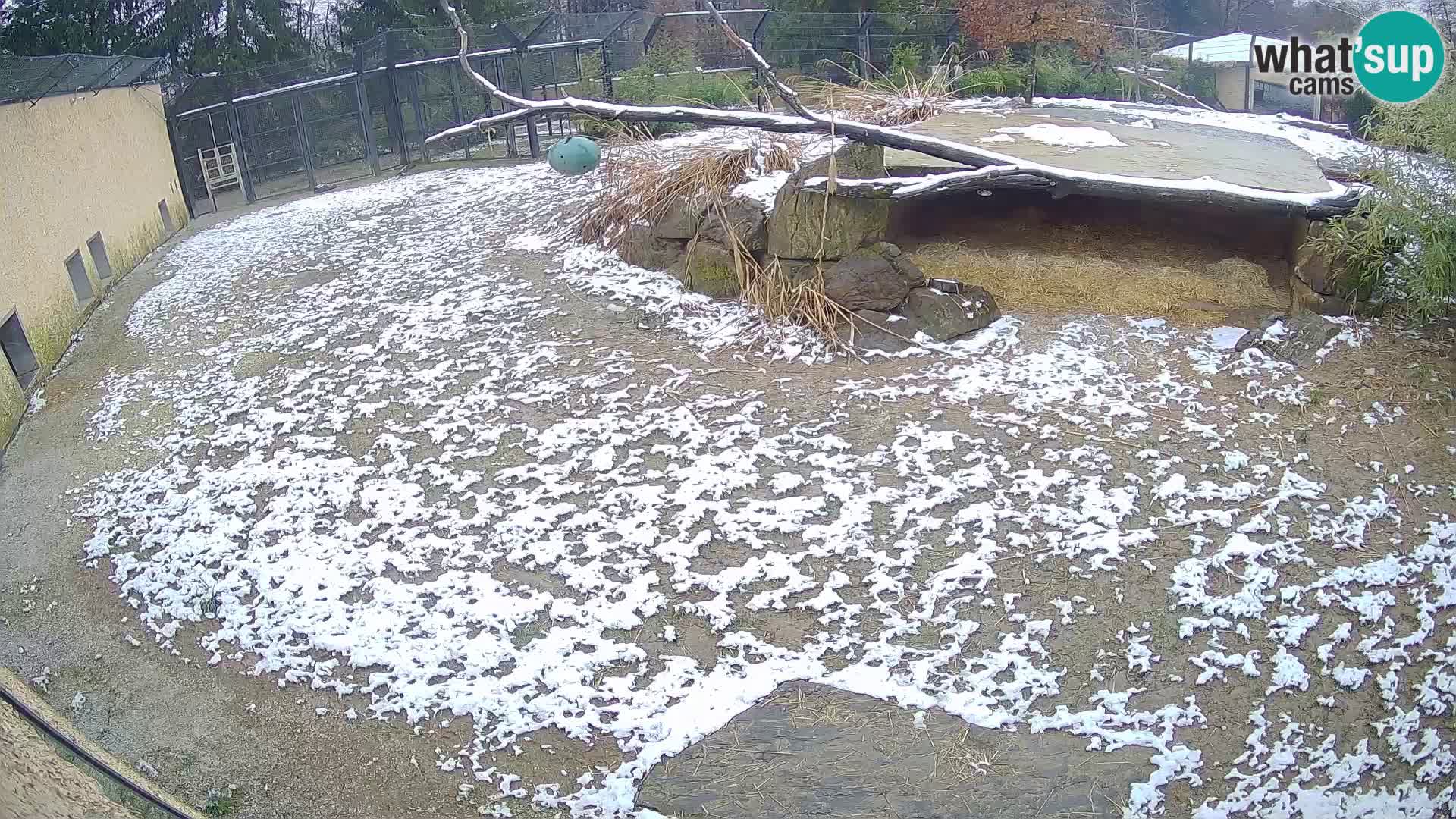 LION webcam en direct du zoo de Ljubljana – Slovénie