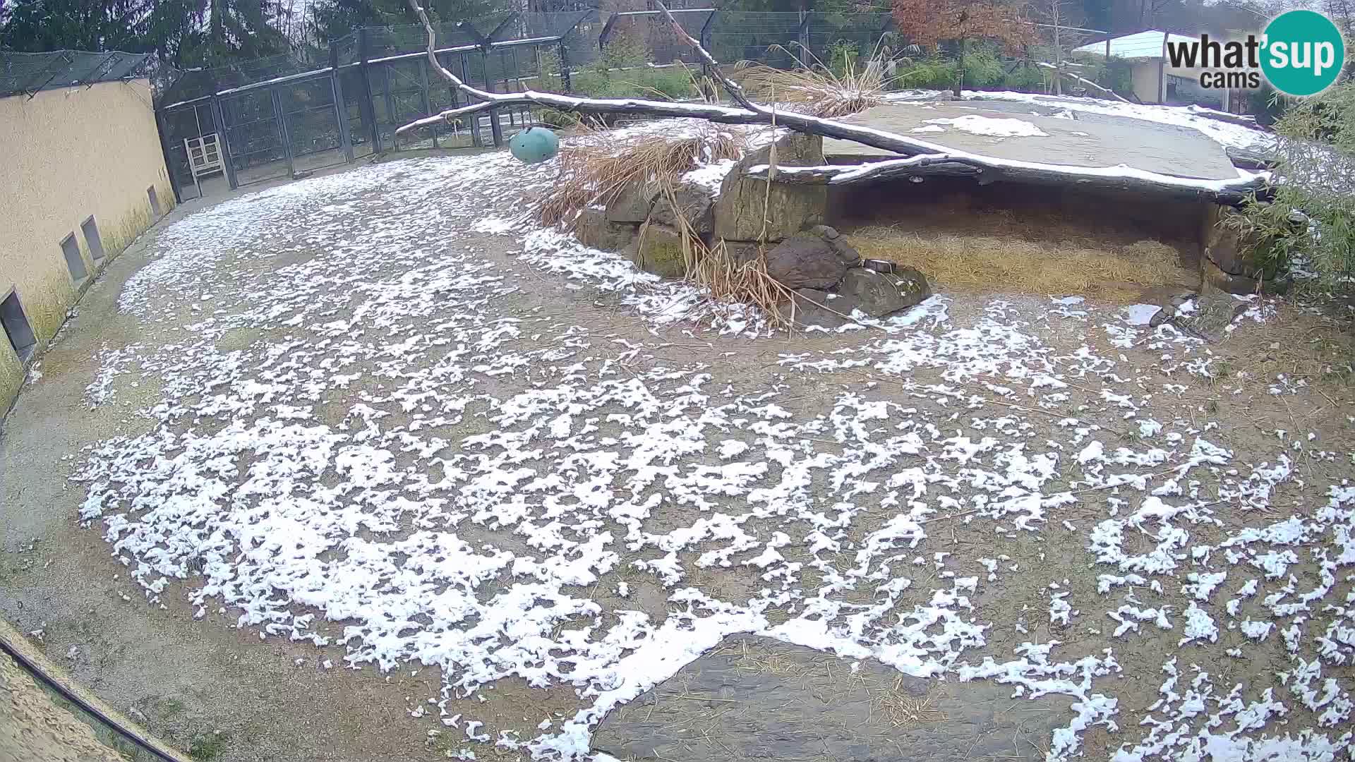 LION live Webcam in Ljubljana Zoo – Slovenia