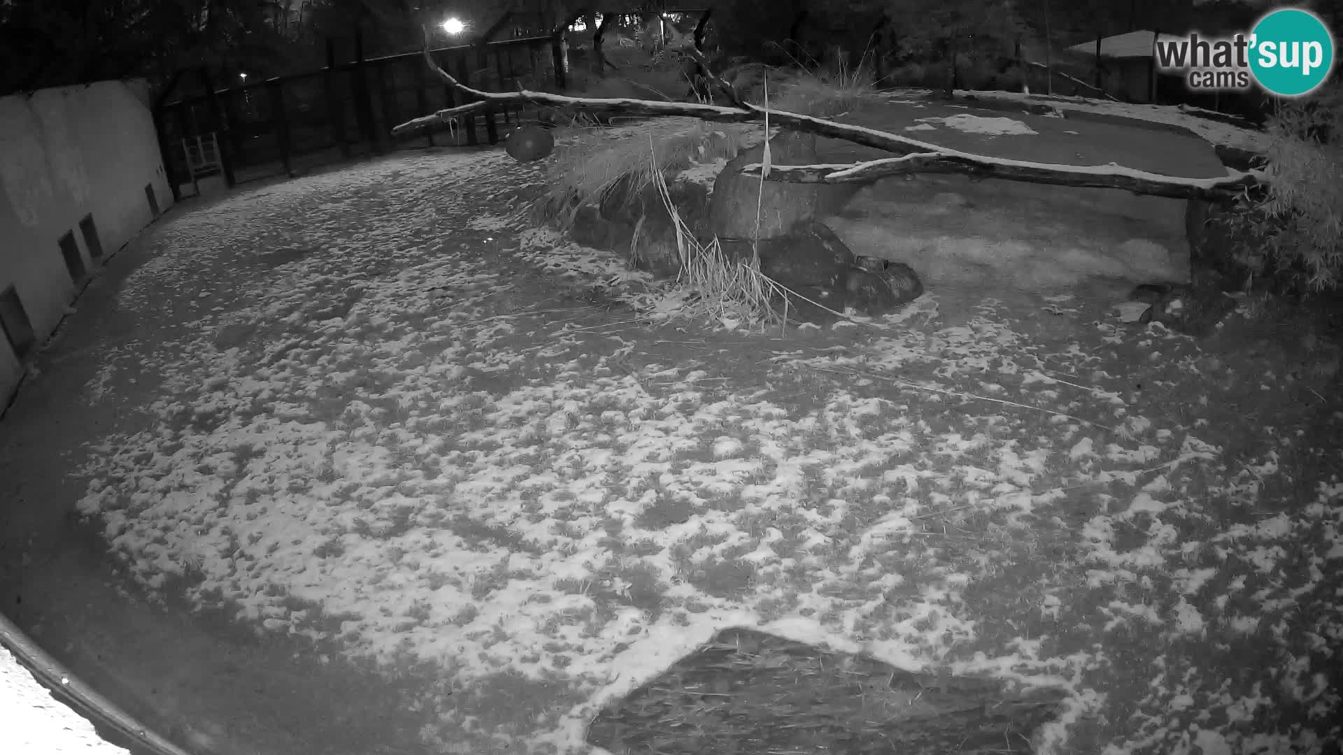 LION webcam en direct du zoo de Ljubljana – Slovénie