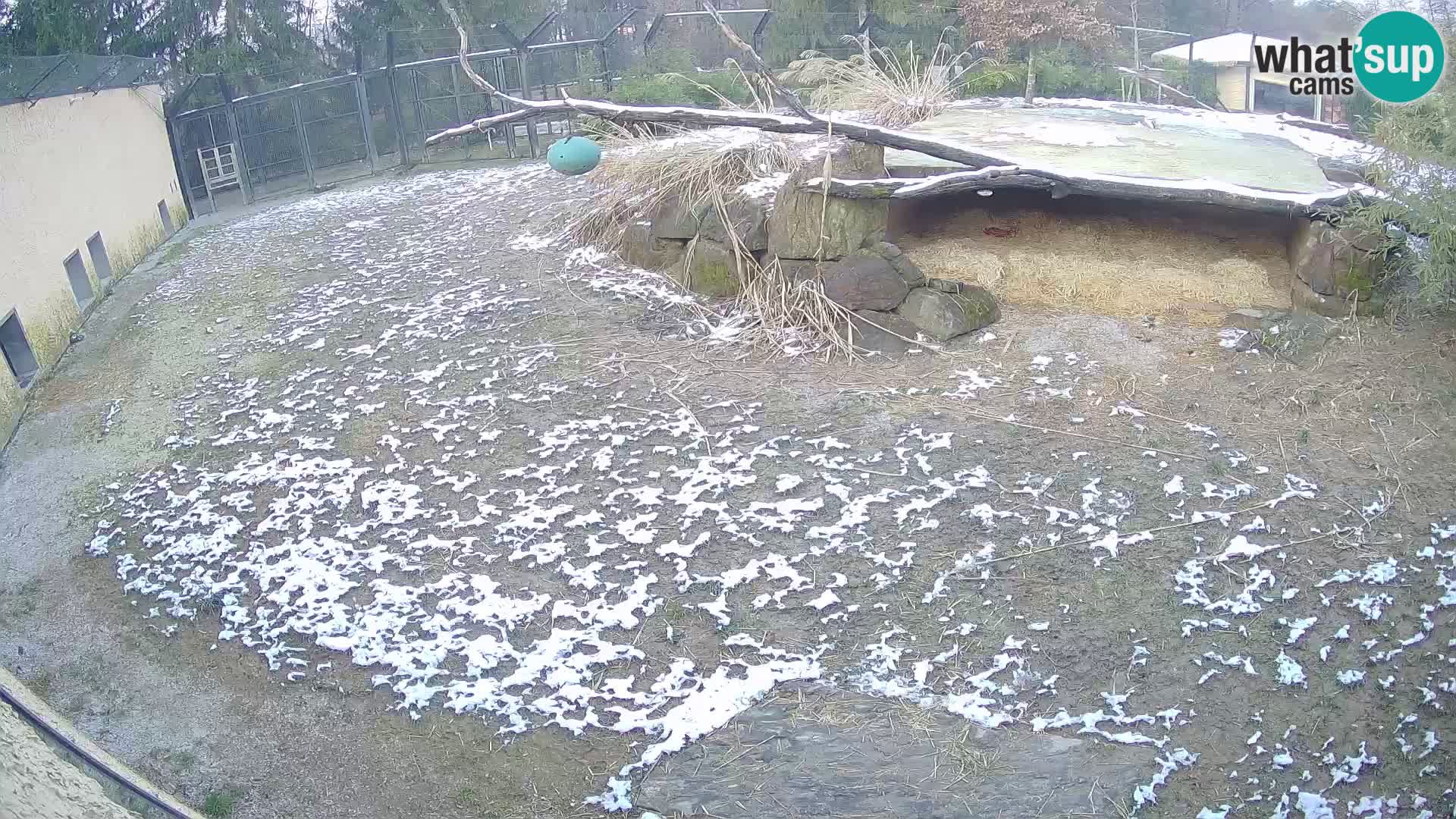 LION webcam en direct du zoo de Ljubljana – Slovénie