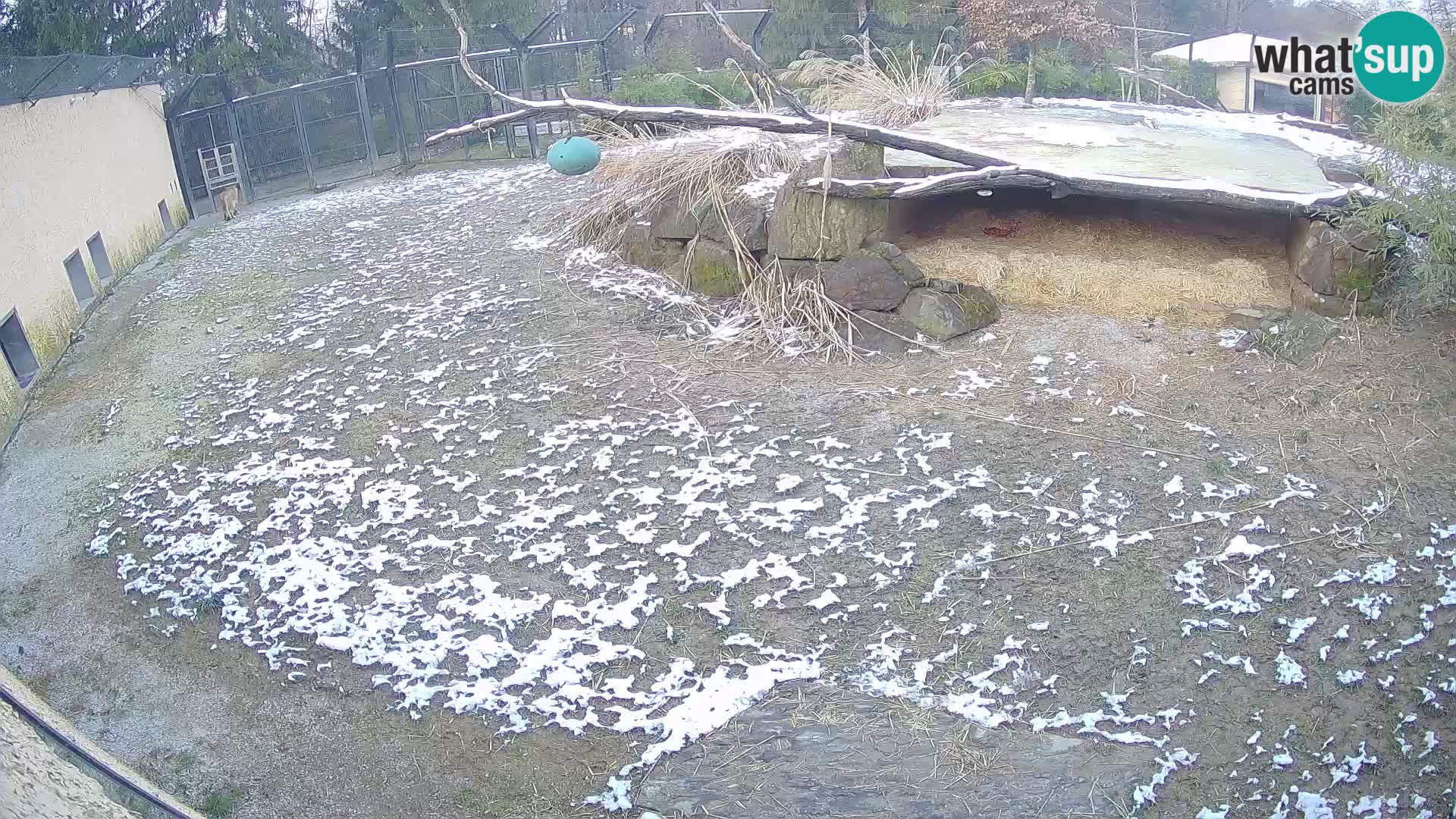 LION webcam en direct du zoo de Ljubljana – Slovénie