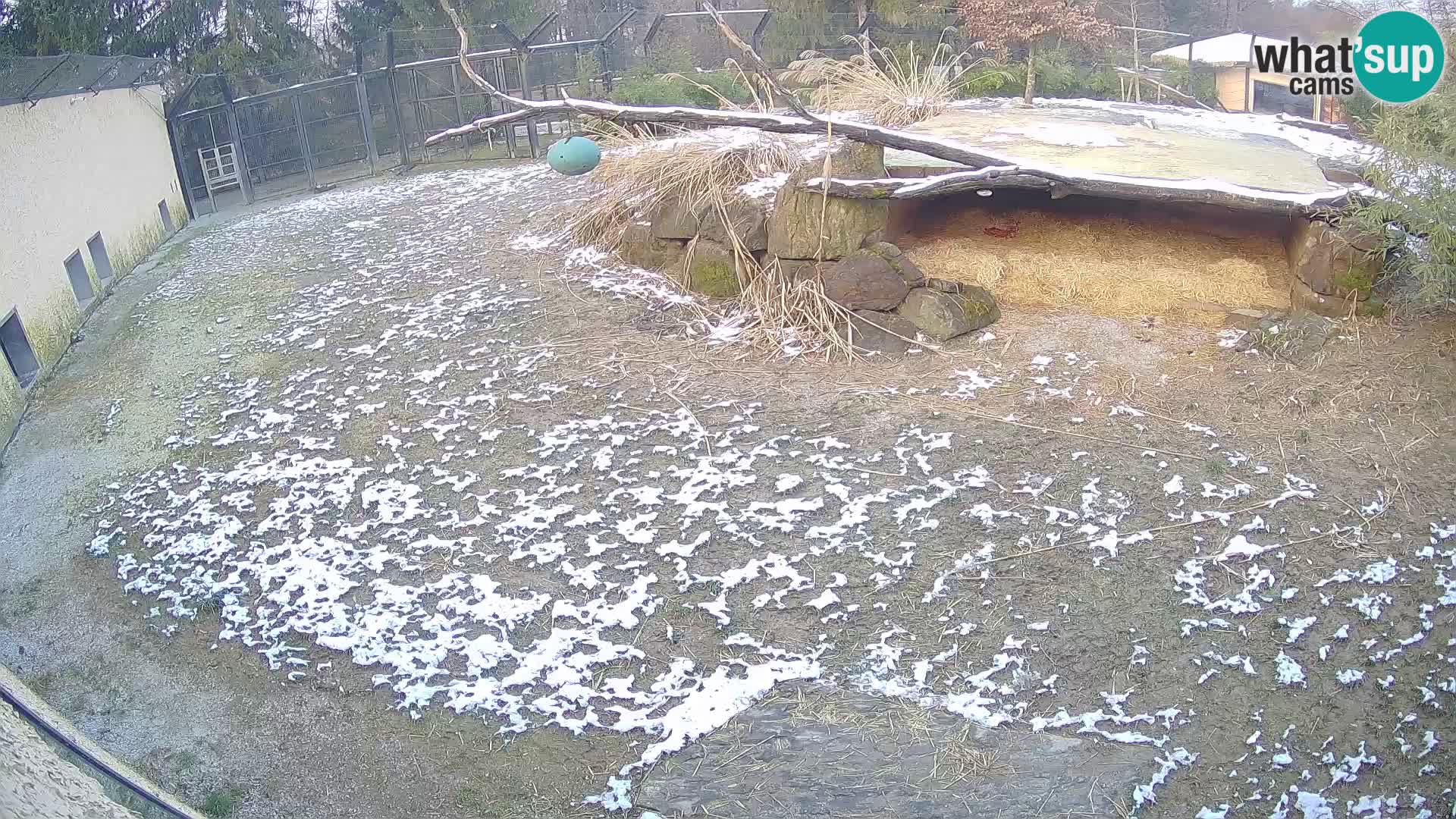 Löwe live Webcam im Zoo von Ljubljana – Slowenien