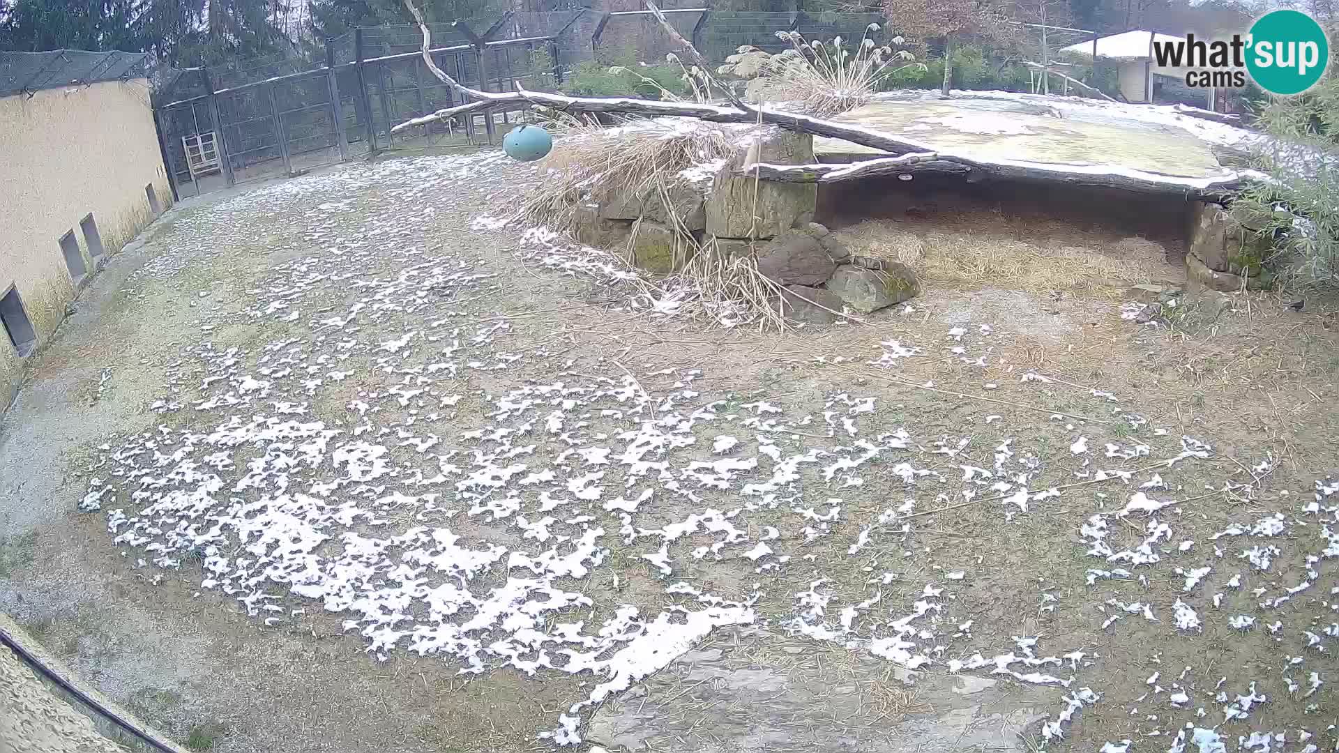 Löwe live Webcam im Zoo von Ljubljana – Slowenien