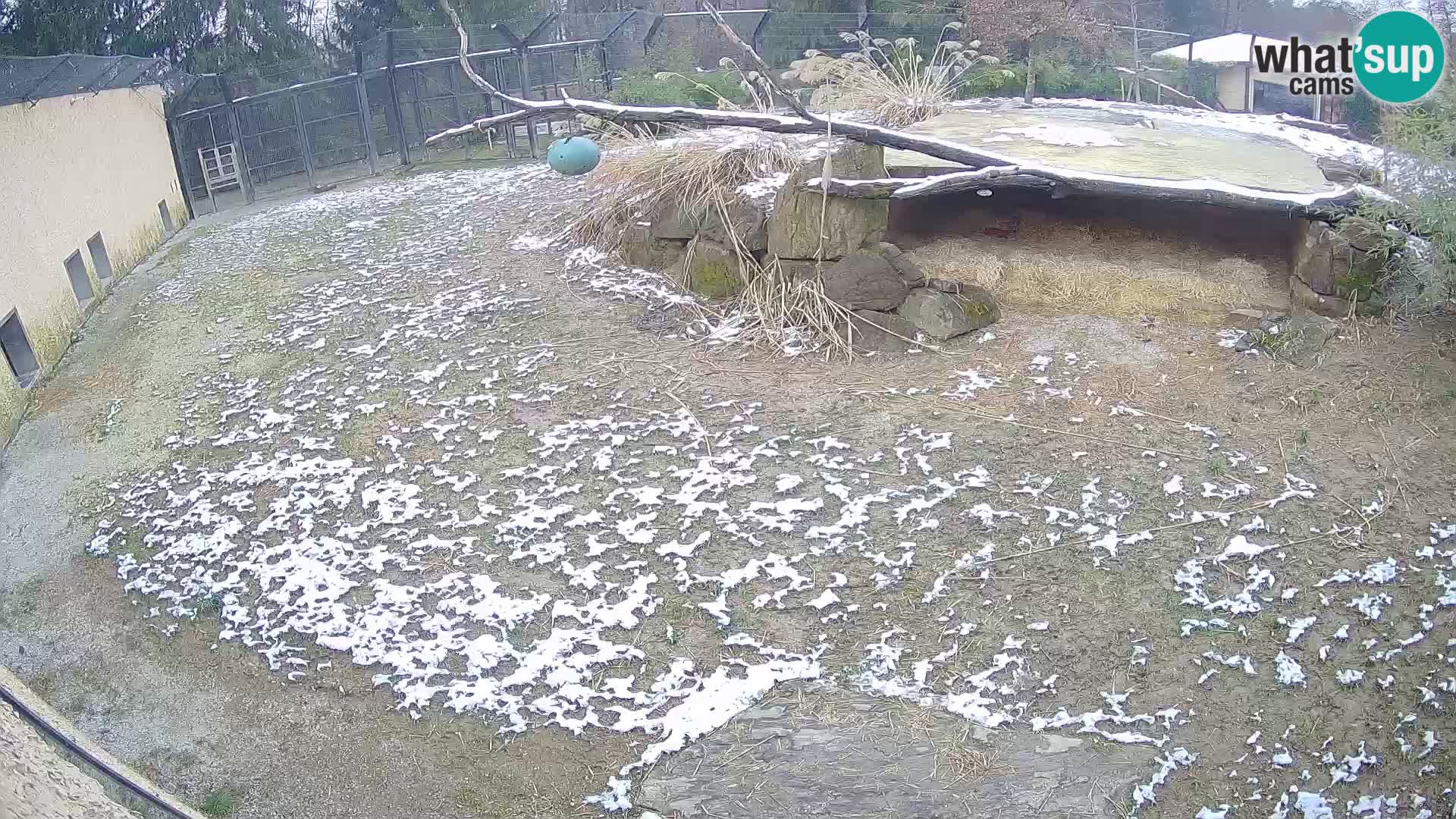 LEONE live Webcam nello zoo di Lubiana – Slovenia