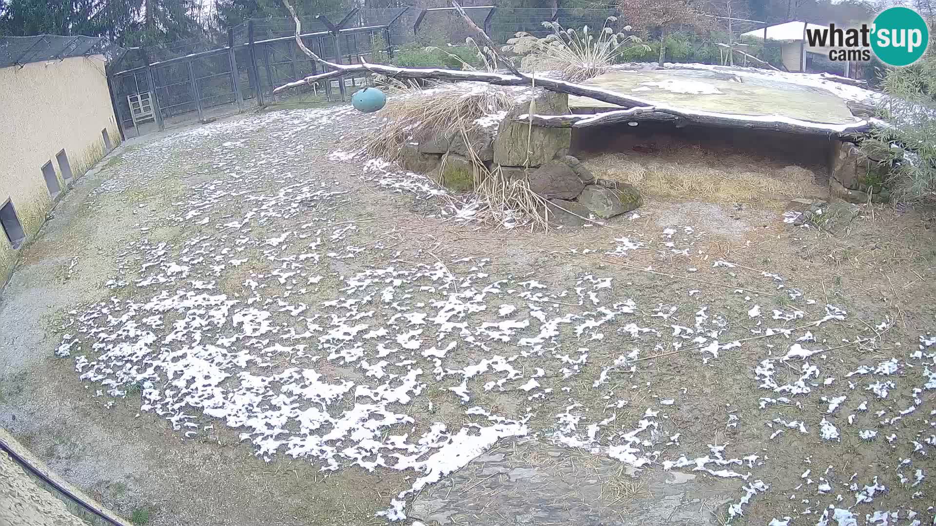 LEONE live Webcam nello zoo di Lubiana – Slovenia