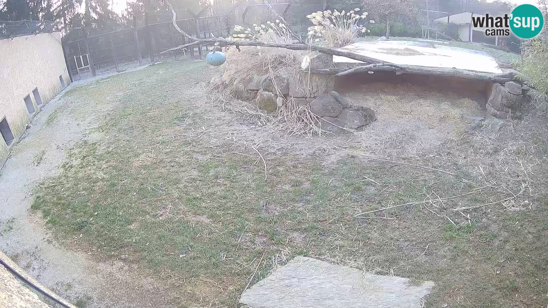 LION webcam en direct du zoo de Ljubljana – Slovénie