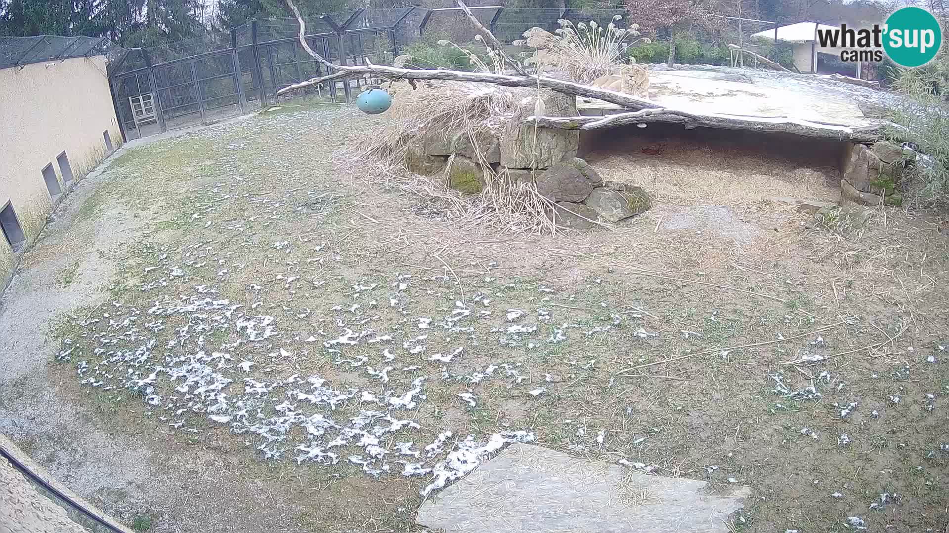 LION webcam en direct du zoo de Ljubljana – Slovénie