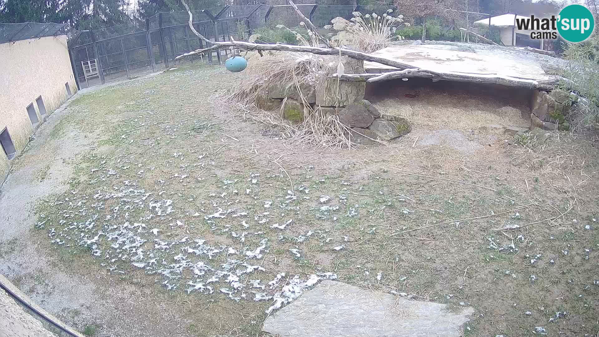 Löwe live Webcam im Zoo von Ljubljana – Slowenien