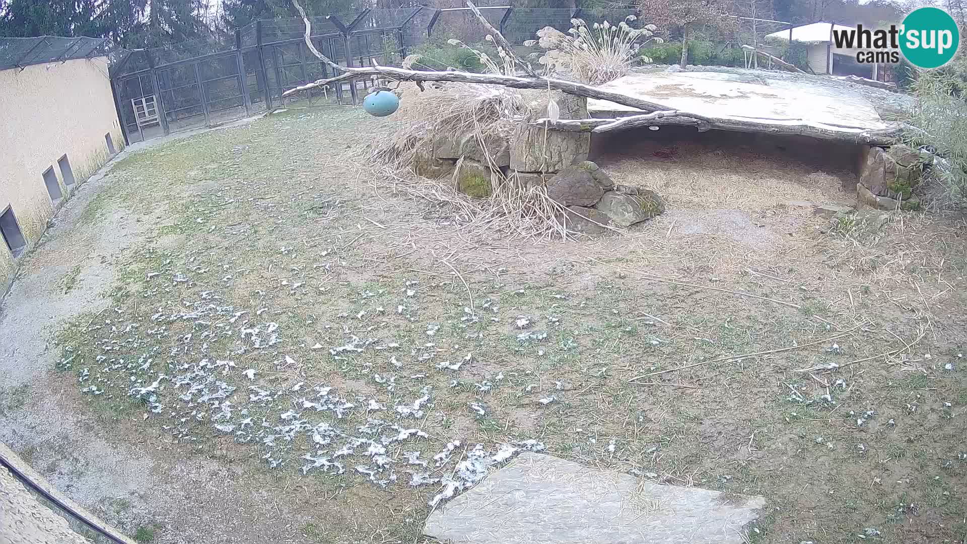 LION webcam en direct du zoo de Ljubljana – Slovénie