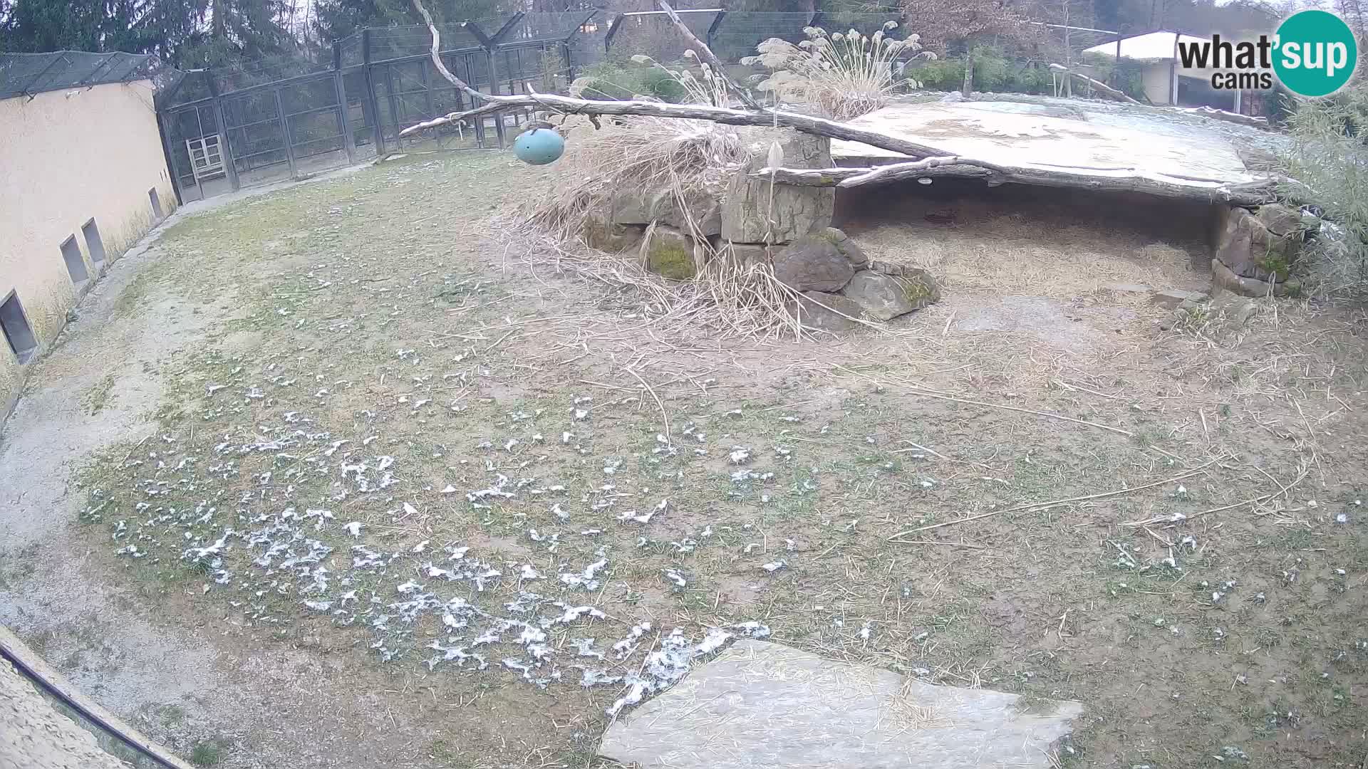 LEONE live Webcam nello zoo di Lubiana – Slovenia