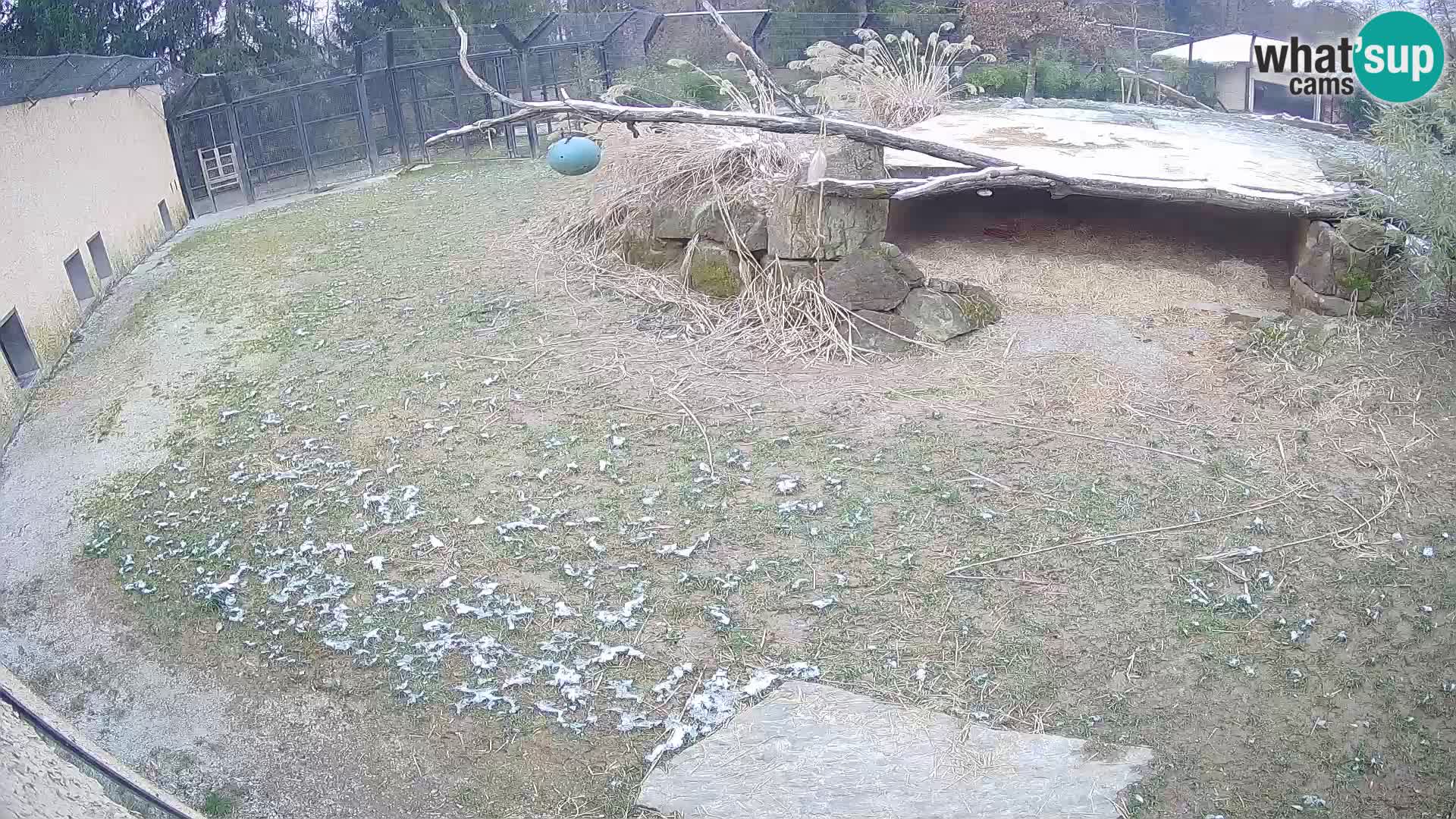 LEON Webcam en vivo en Ljubljana Zoo – Eslovenia