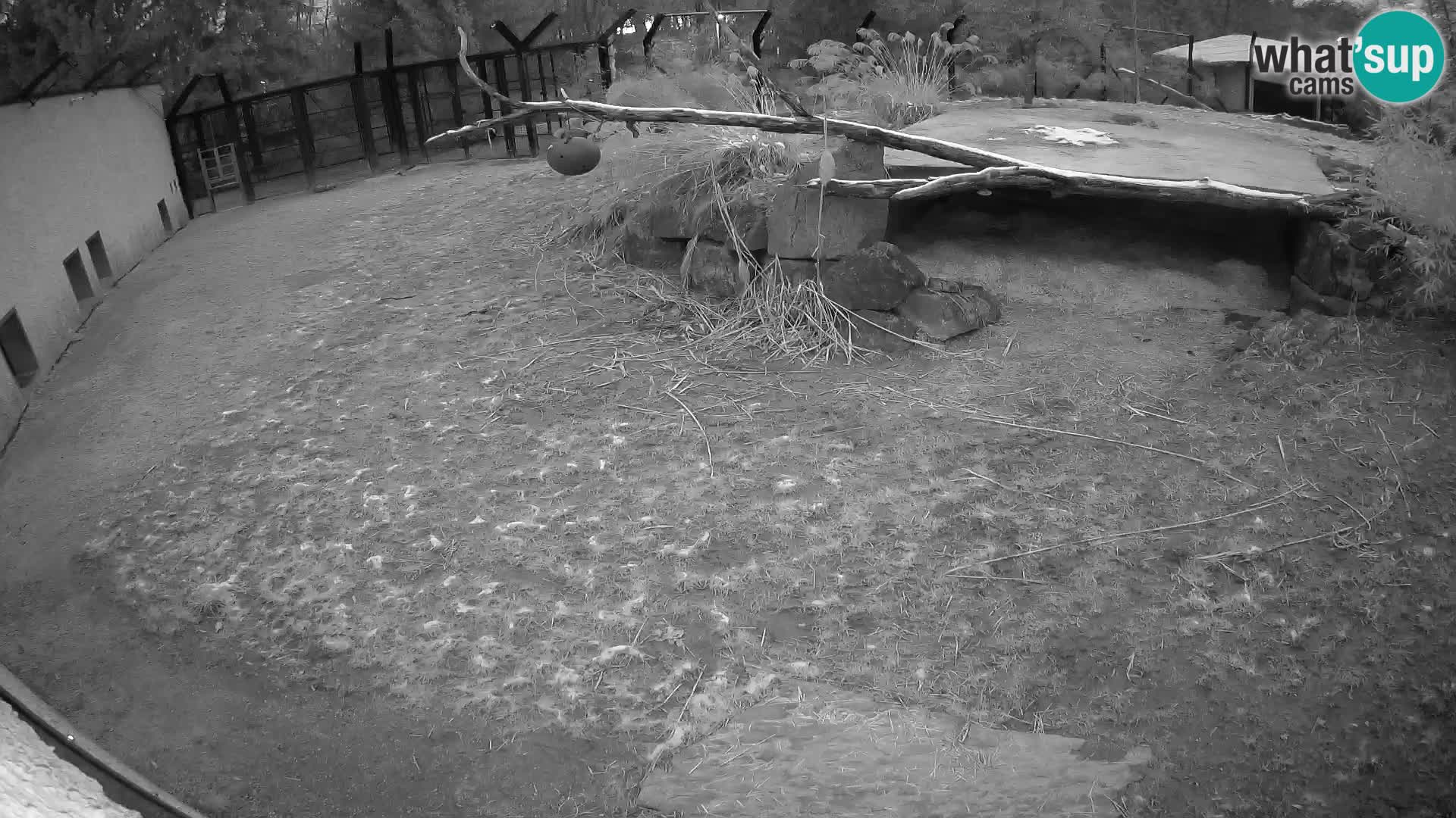 LION live Webcam in Ljubljana Zoo – Slovenia