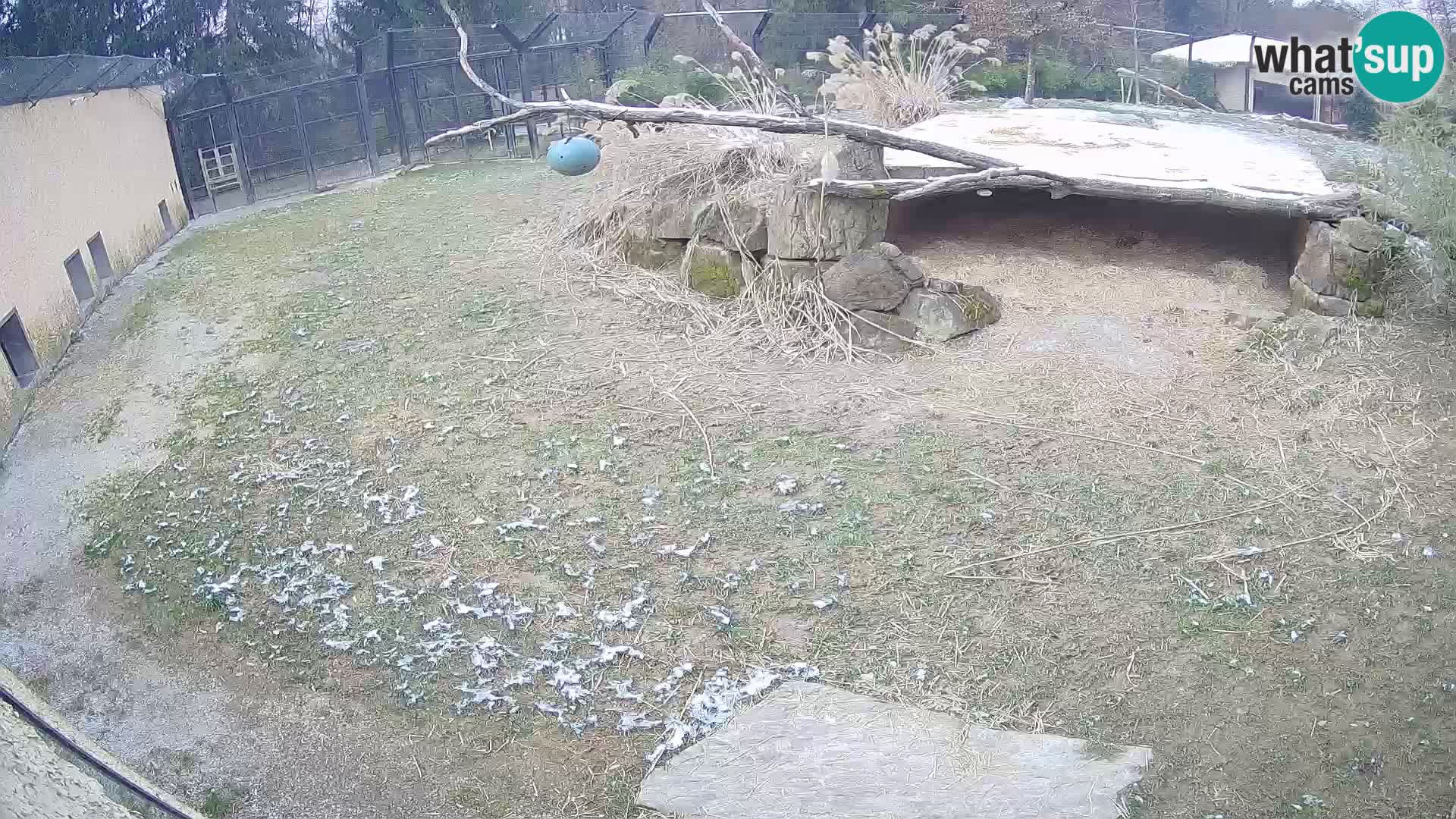 LEONE live Webcam nello zoo di Lubiana – Slovenia