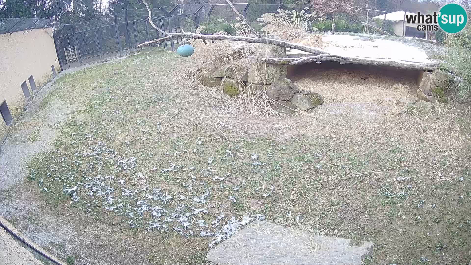 Löwe live Webcam im Zoo von Ljubljana – Slowenien