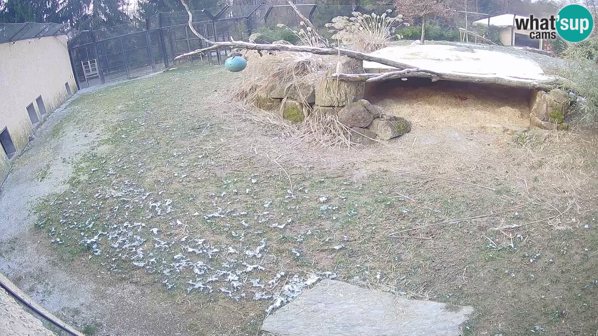 Löwe live Webcam im Zoo von Ljubljana – Slowenien