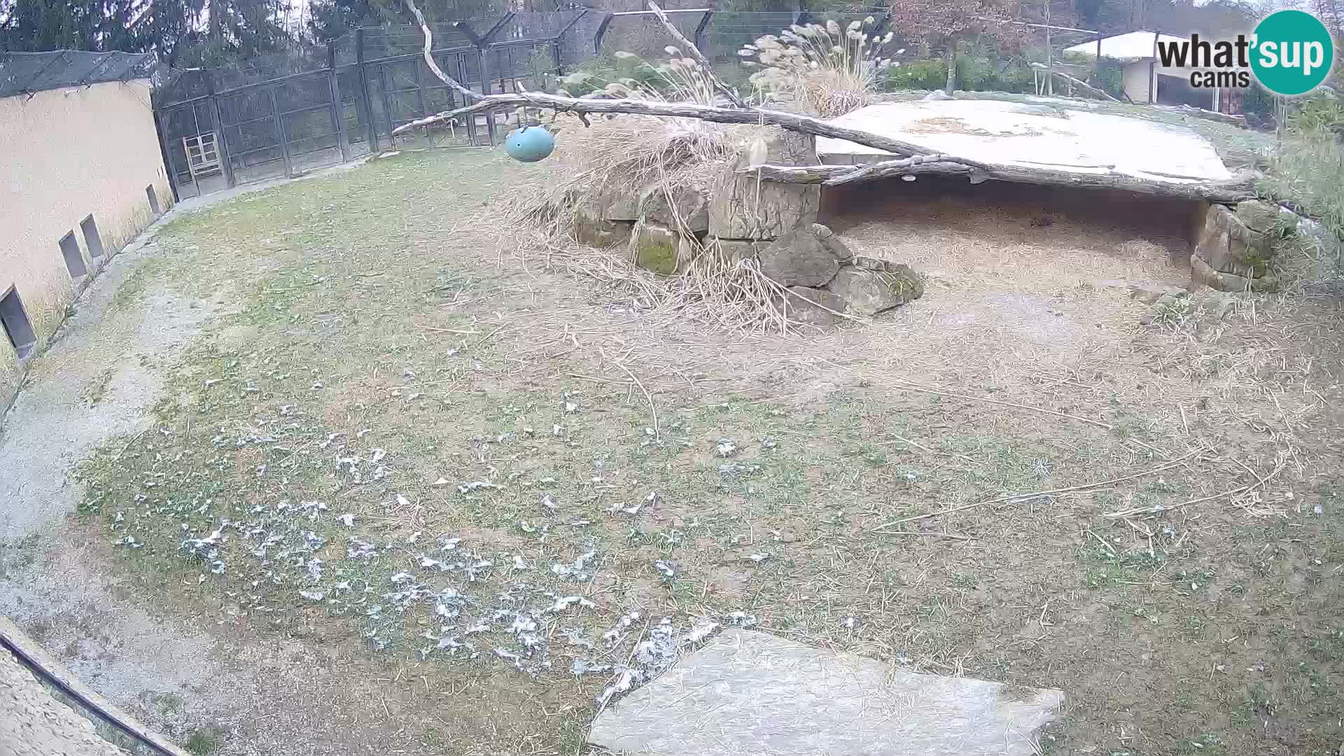 LION live Webcam in Ljubljana Zoo – Slovenia