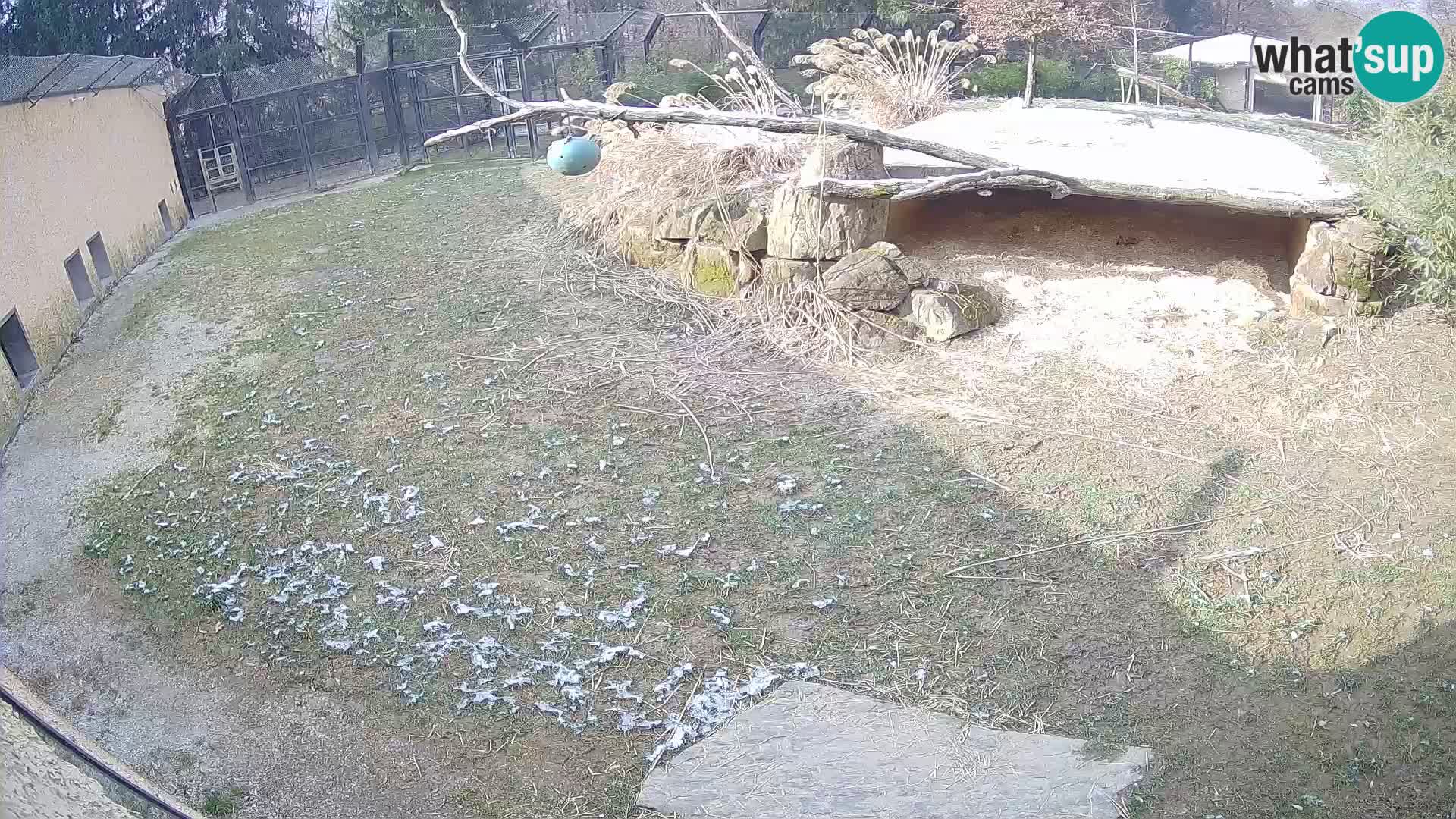 LION live Webcam in Ljubljana Zoo – Slovenia