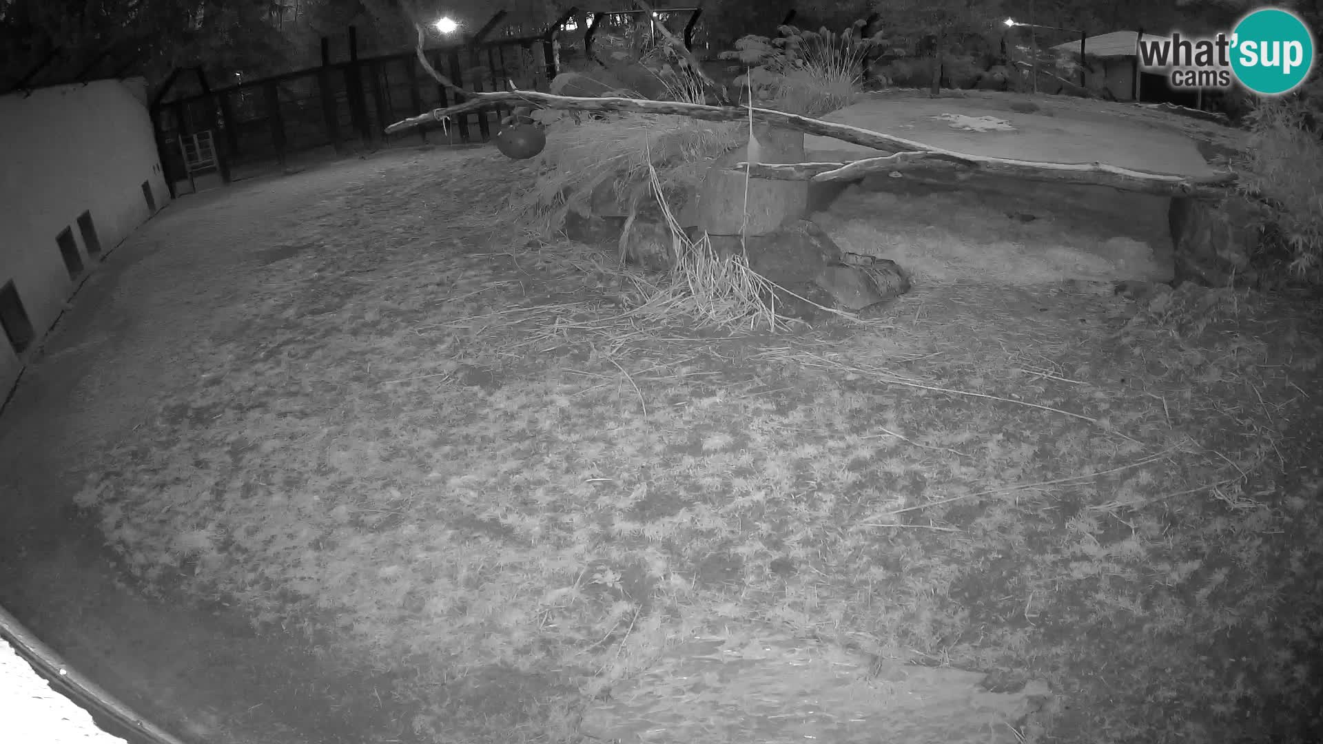 LION webcam en direct du zoo de Ljubljana – Slovénie