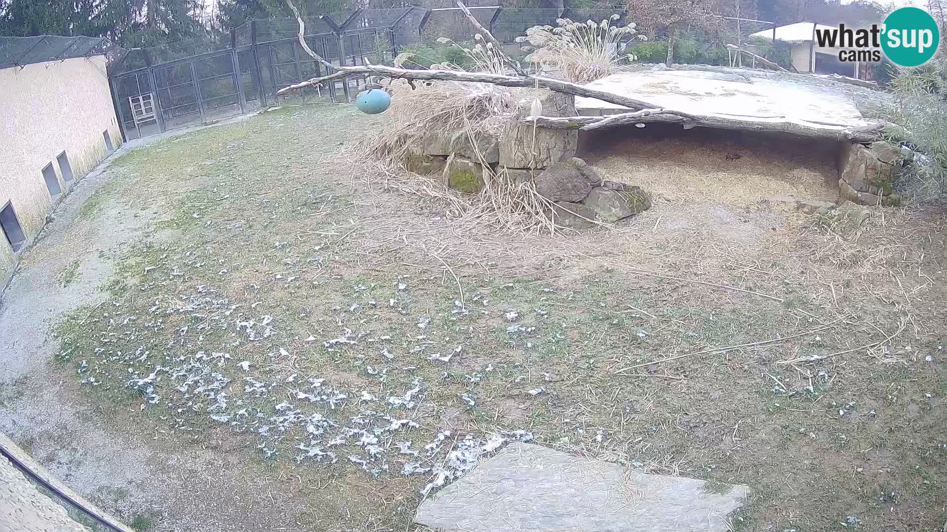 Löwe live Webcam im Zoo von Ljubljana – Slowenien