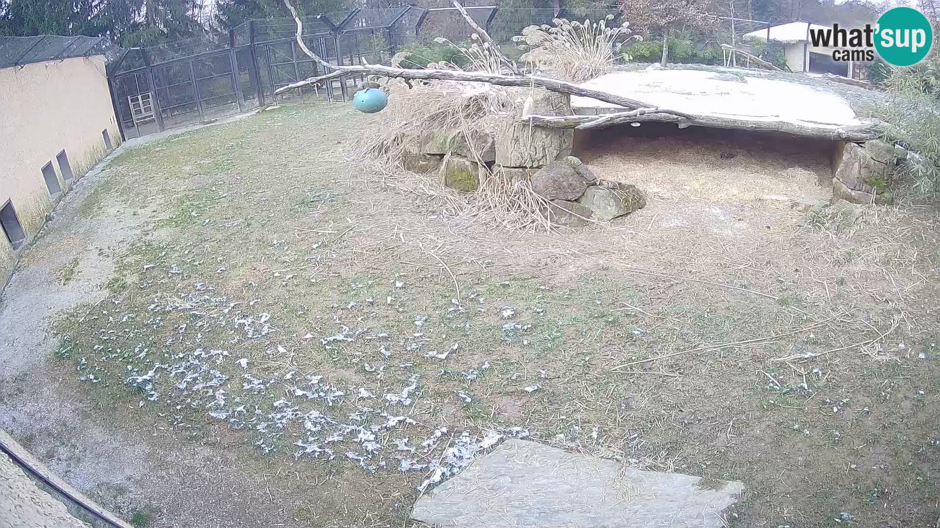 LEONE live Webcam nello zoo di Lubiana – Slovenia