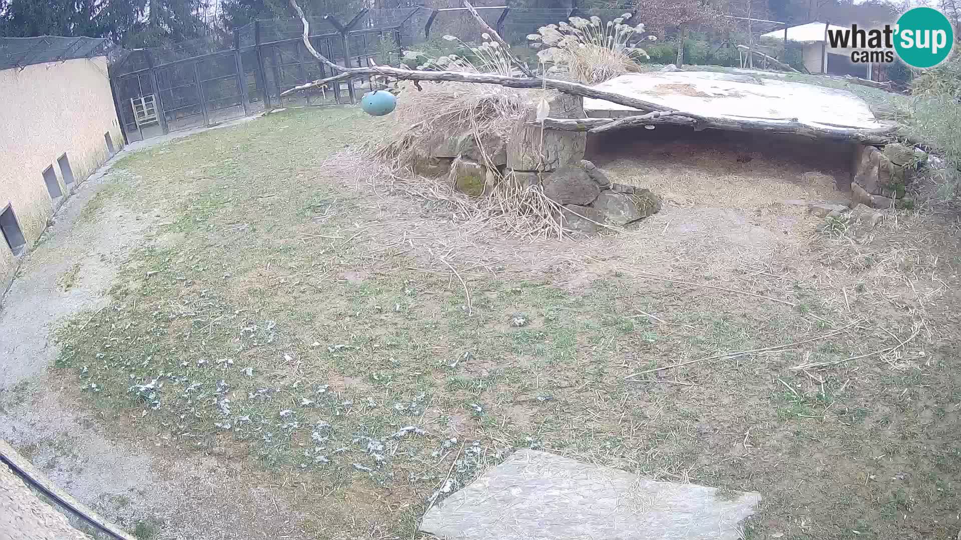 LION live Webcam in Ljubljana Zoo – Slovenia