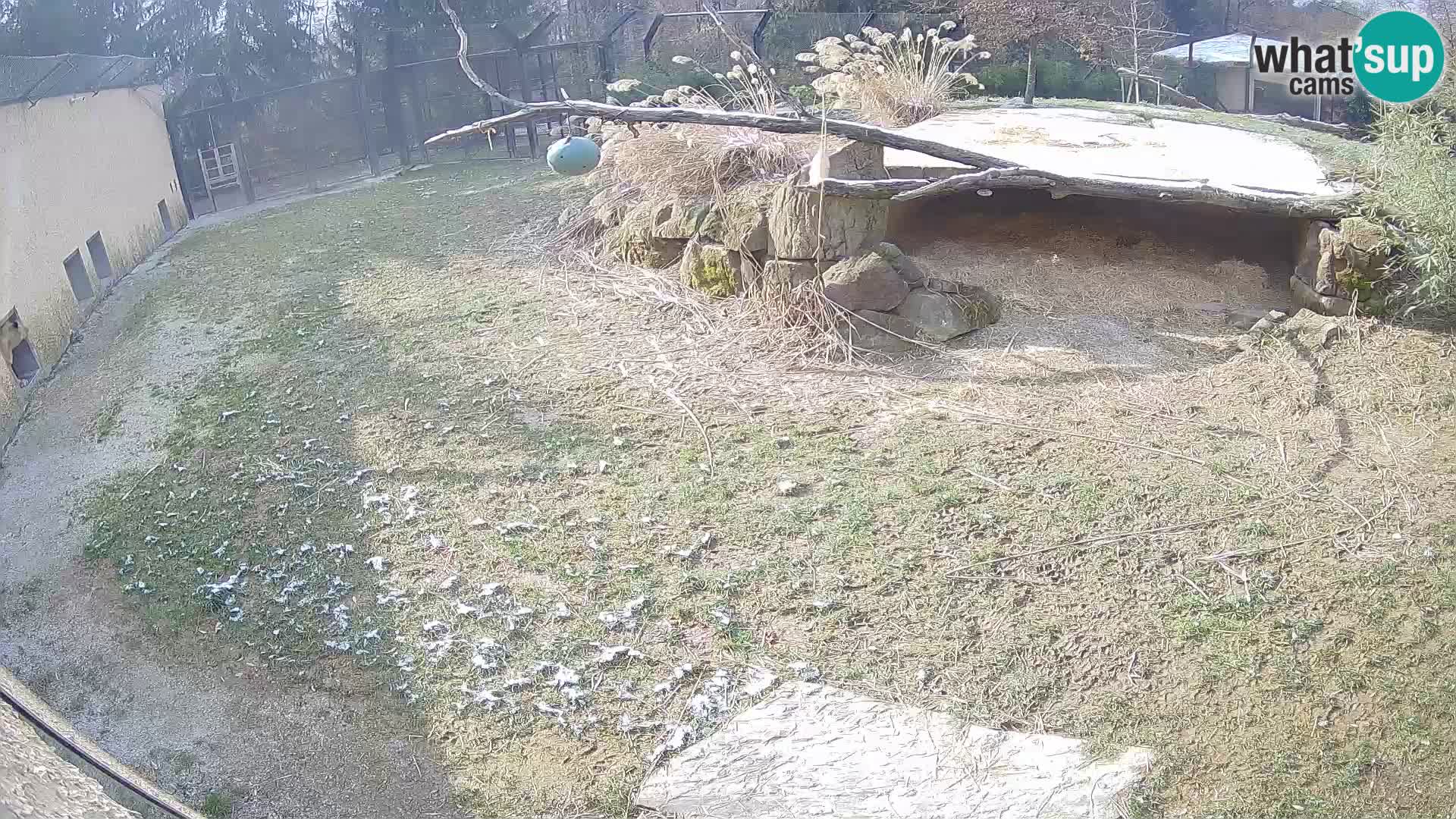 LION webcam en direct du zoo de Ljubljana – Slovénie