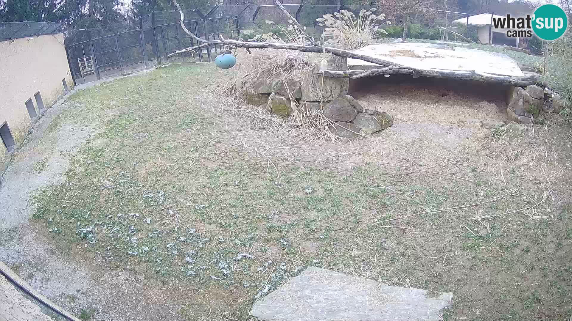 Löwe live Webcam im Zoo von Ljubljana – Slowenien