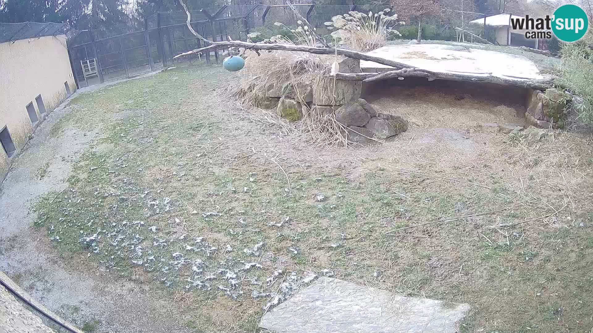 LION webcam en direct du zoo de Ljubljana – Slovénie