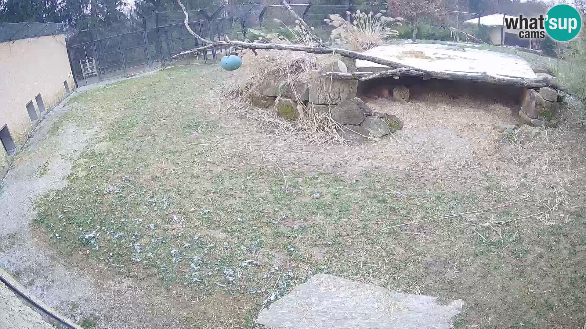 Löwe live Webcam im Zoo von Ljubljana – Slowenien