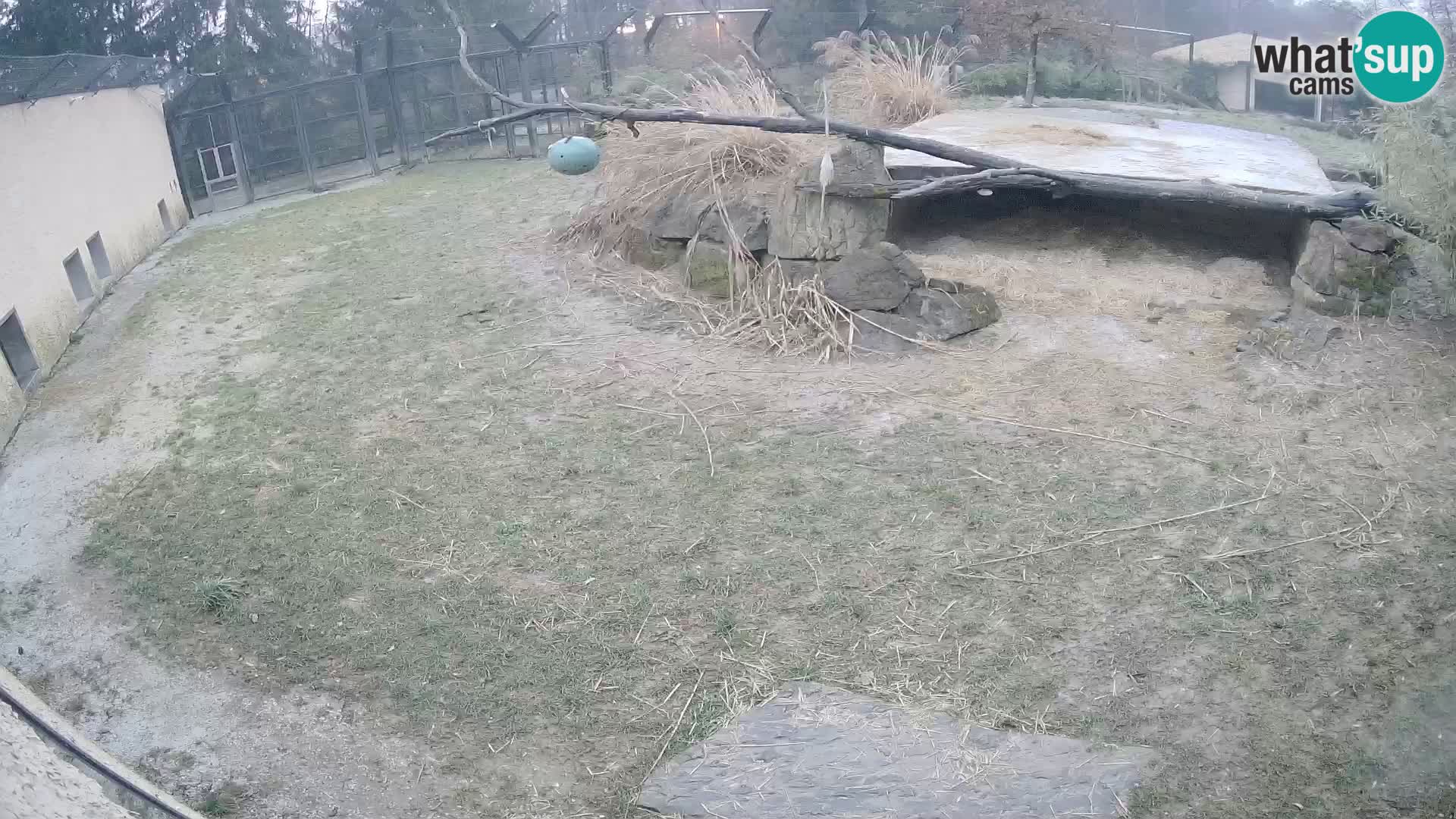 LION live Webcam in Ljubljana Zoo – Slovenia