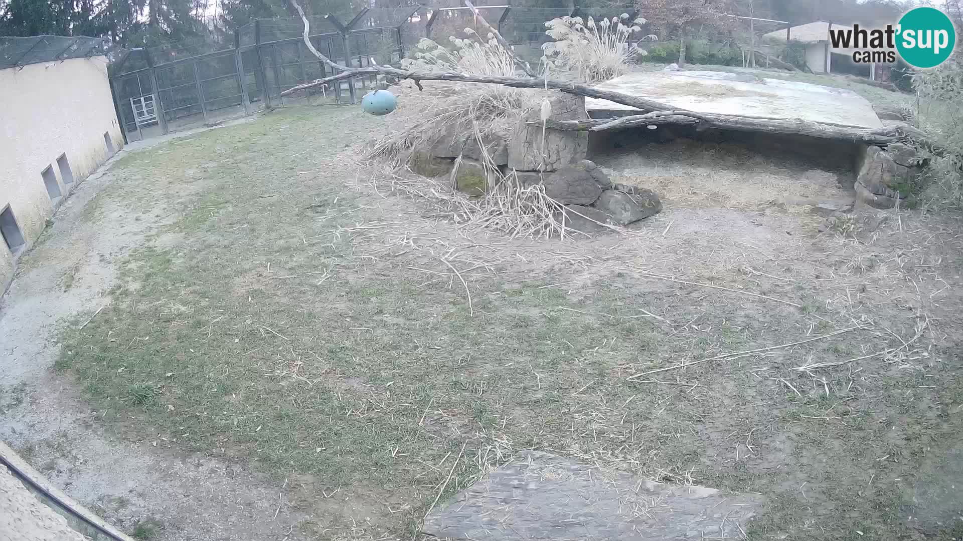 LION live Webcam in Ljubljana Zoo – Slovenia