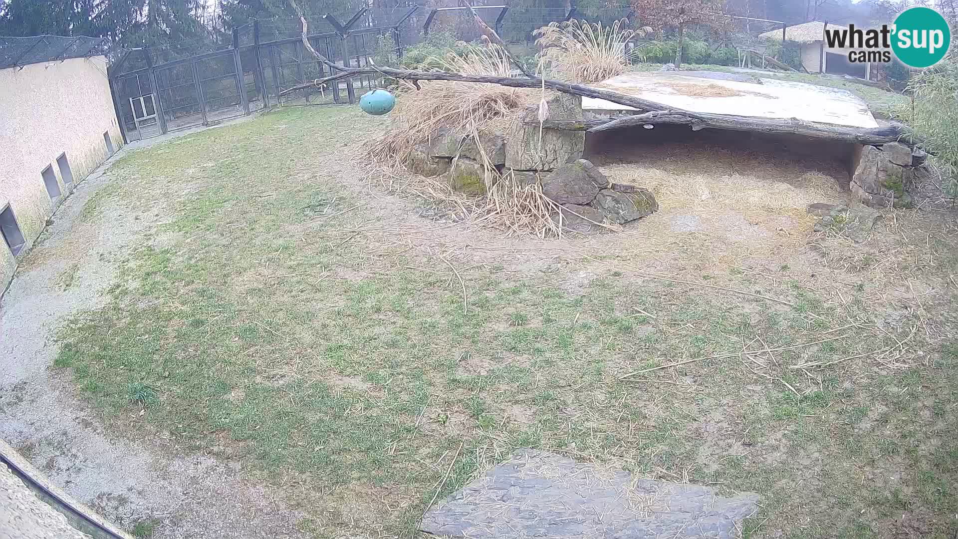 LION webcam en direct du zoo de Ljubljana – Slovénie