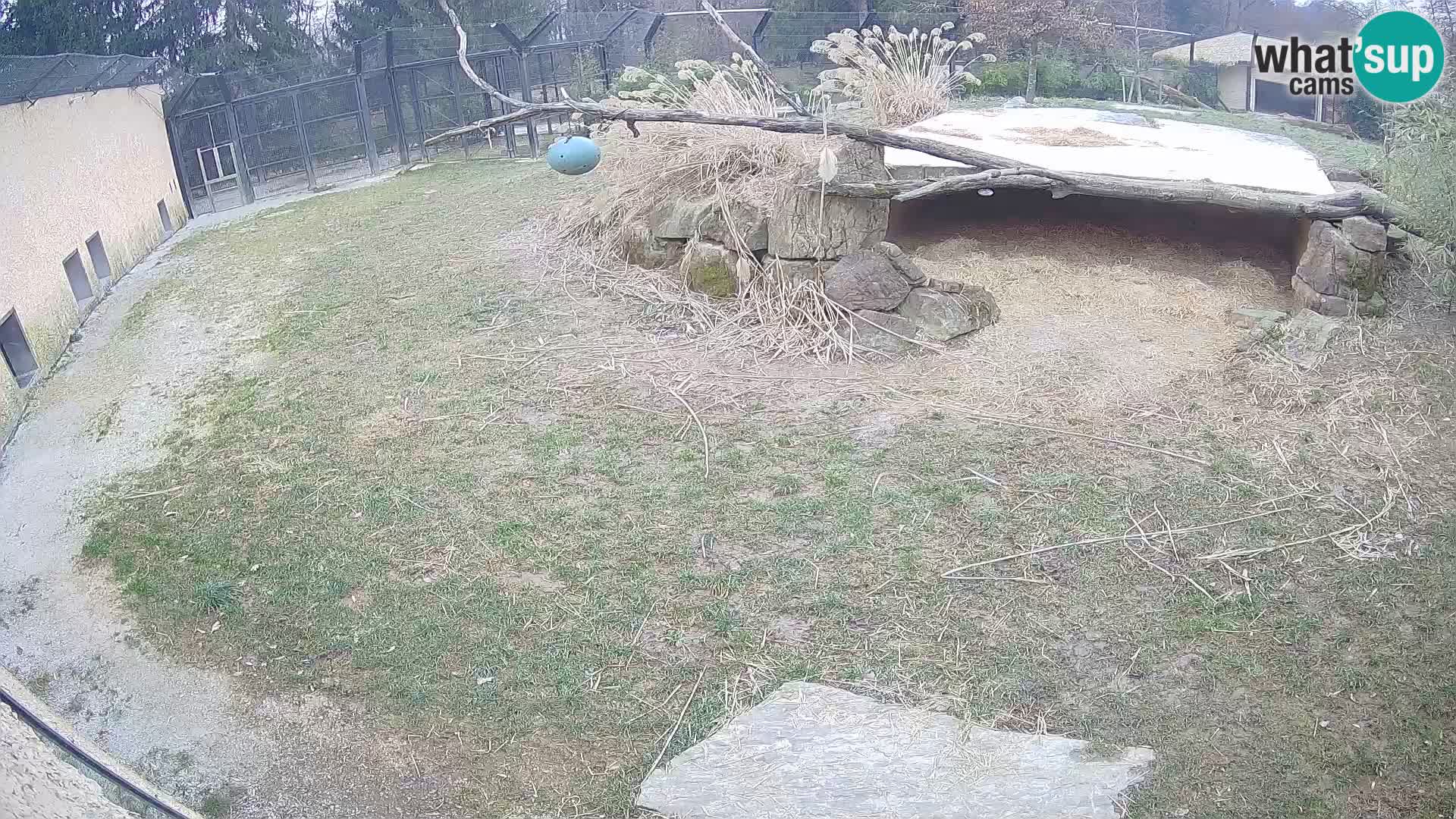 Löwe live Webcam im Zoo von Ljubljana – Slowenien