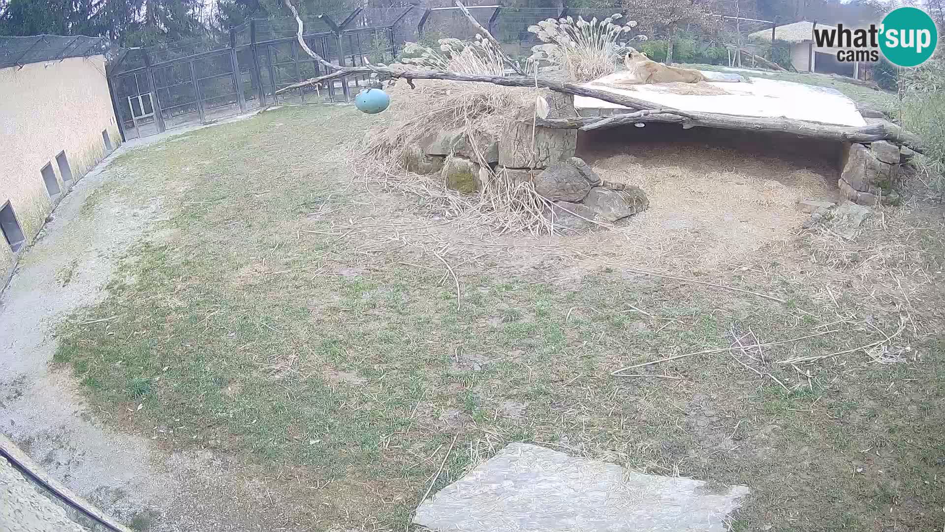 Löwe live Webcam im Zoo von Ljubljana – Slowenien