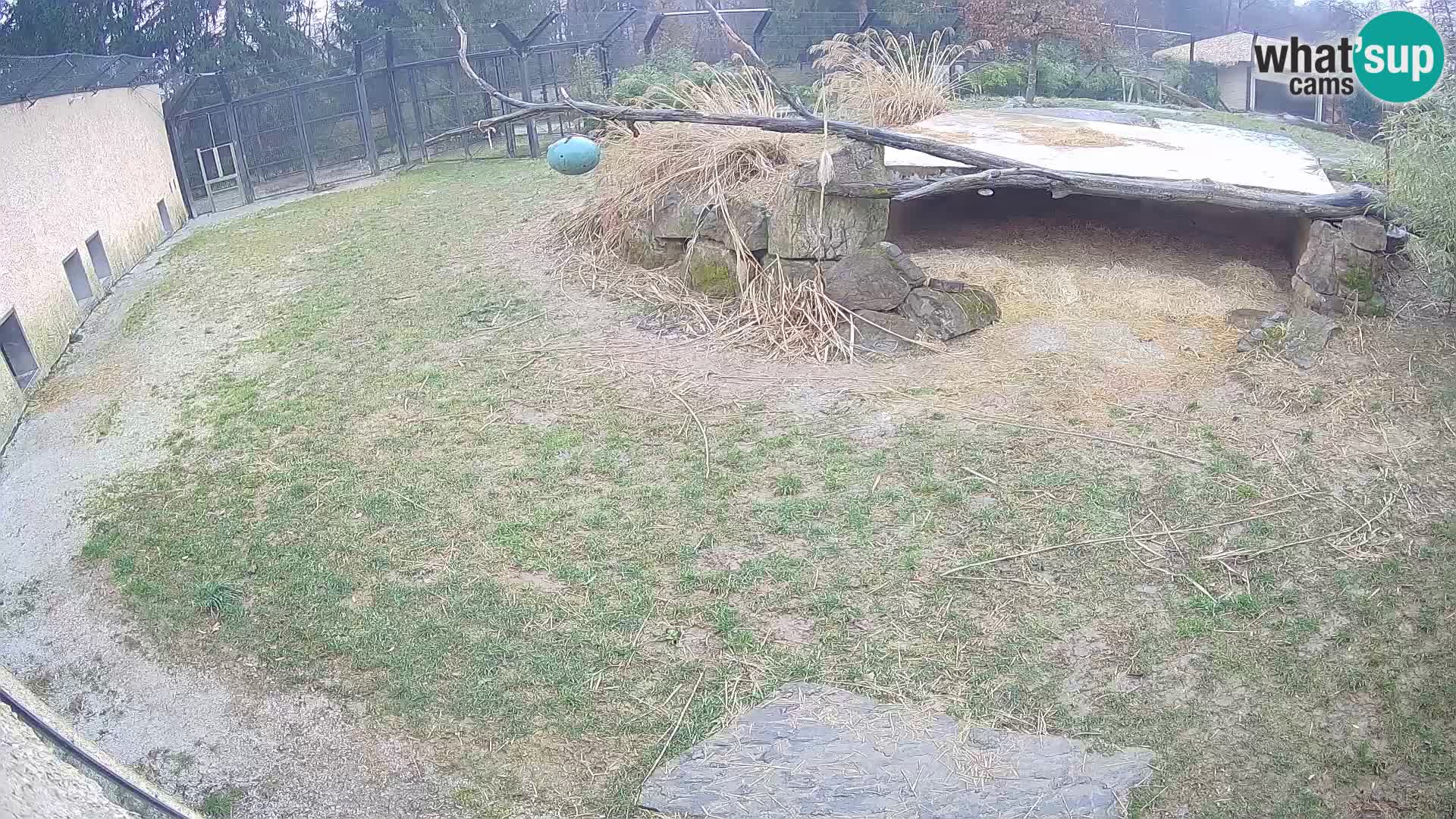 Löwe live Webcam im Zoo von Ljubljana – Slowenien