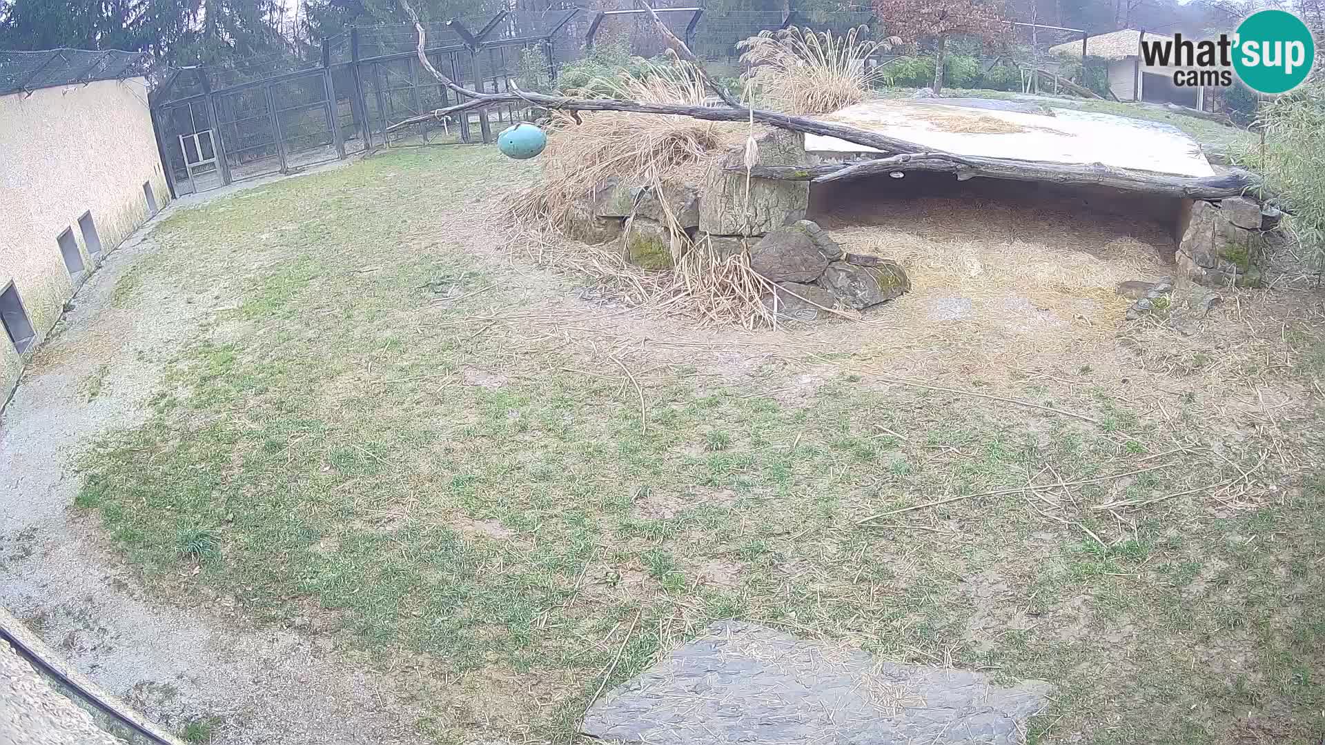 Löwe live Webcam im Zoo von Ljubljana – Slowenien