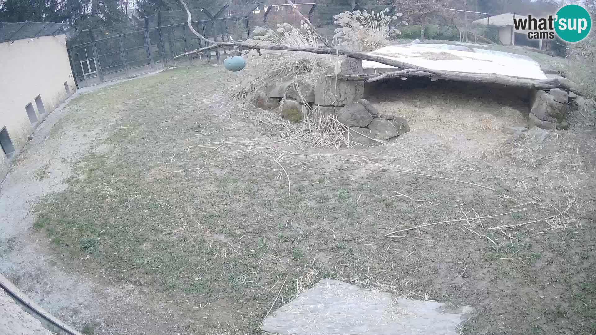 LEON Webcam en vivo en Ljubljana Zoo – Eslovenia