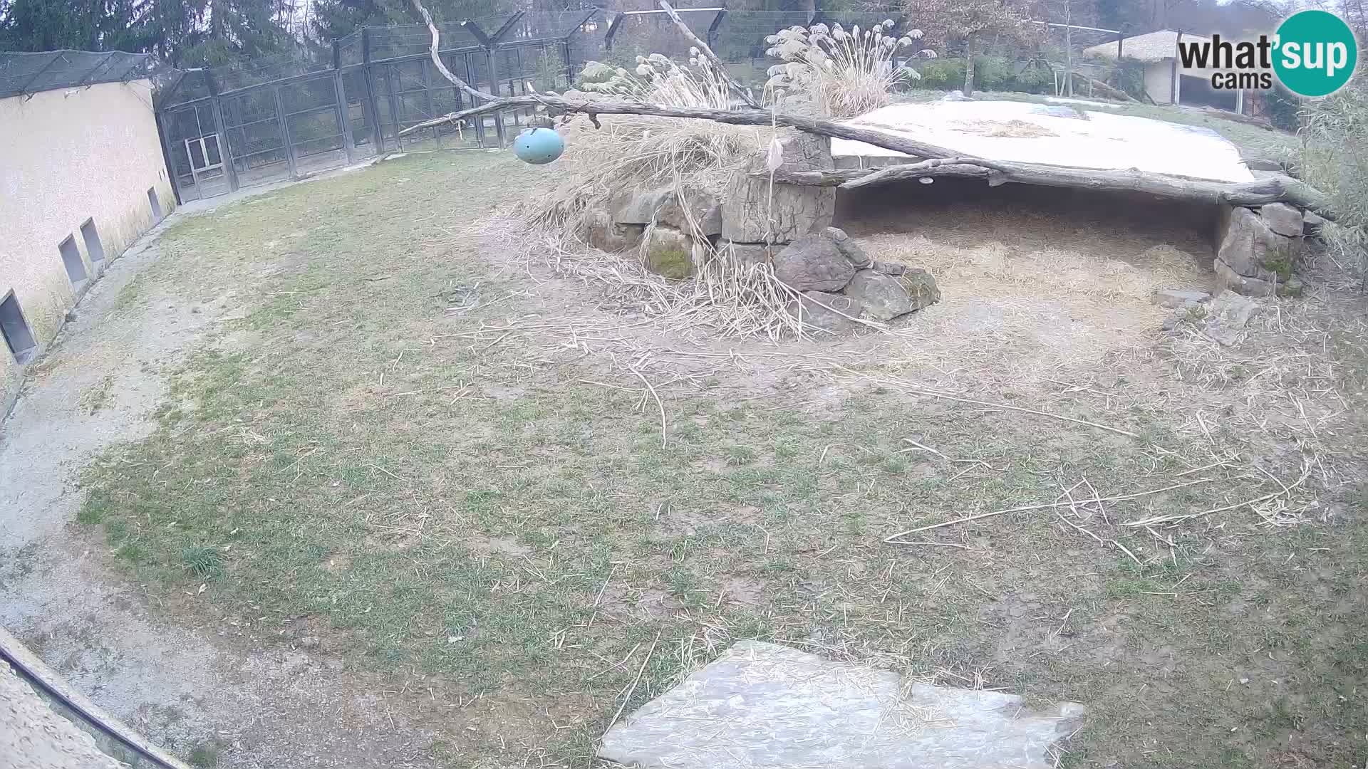 Löwe live Webcam im Zoo von Ljubljana – Slowenien