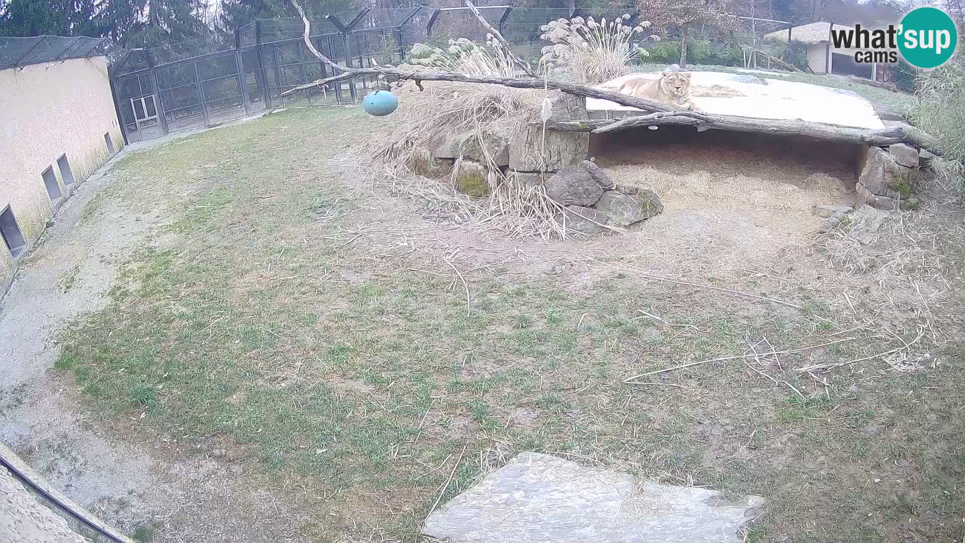 LEVI spletna kamera v živalskem vrtu Ljubljana Zoo