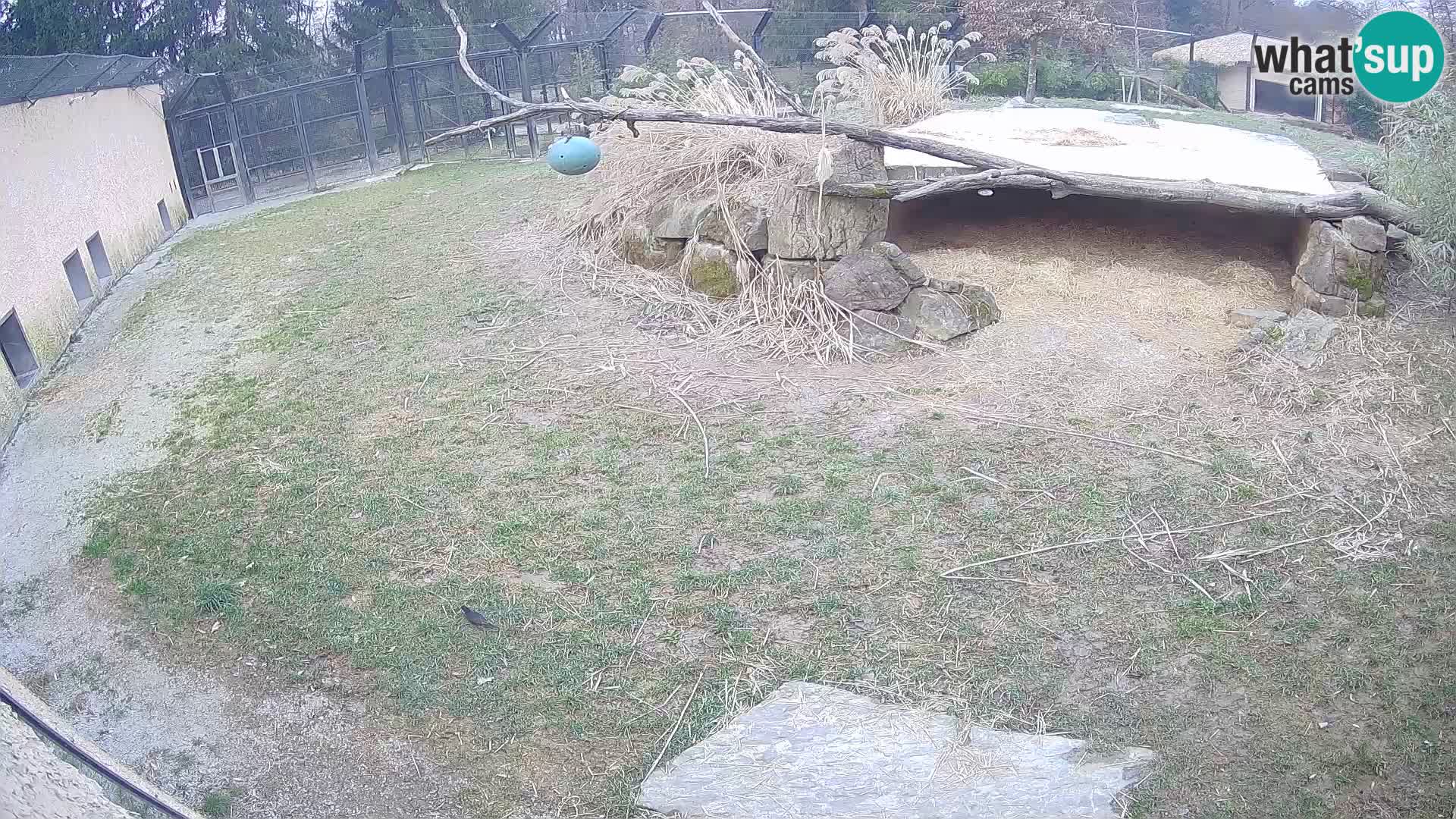 LION webcam en direct du zoo de Ljubljana – Slovénie