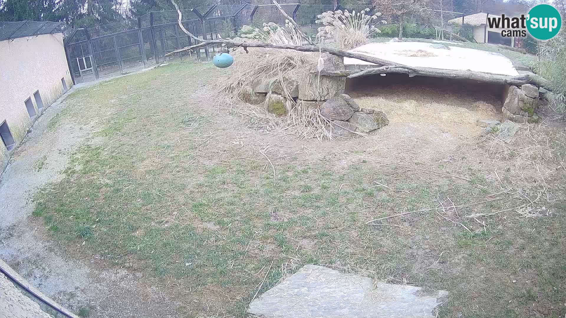 LION webcam en direct du zoo de Ljubljana – Slovénie