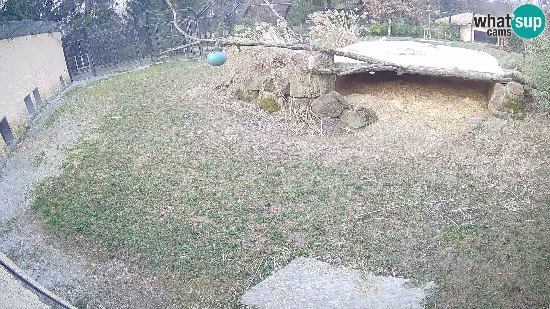 LEONE live Webcam nello zoo di Lubiana – Slovenia