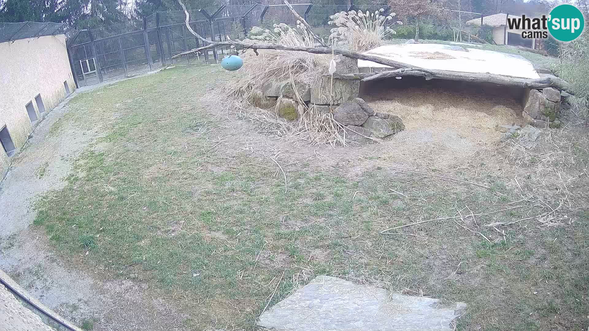 LEONE live Webcam nello zoo di Lubiana – Slovenia