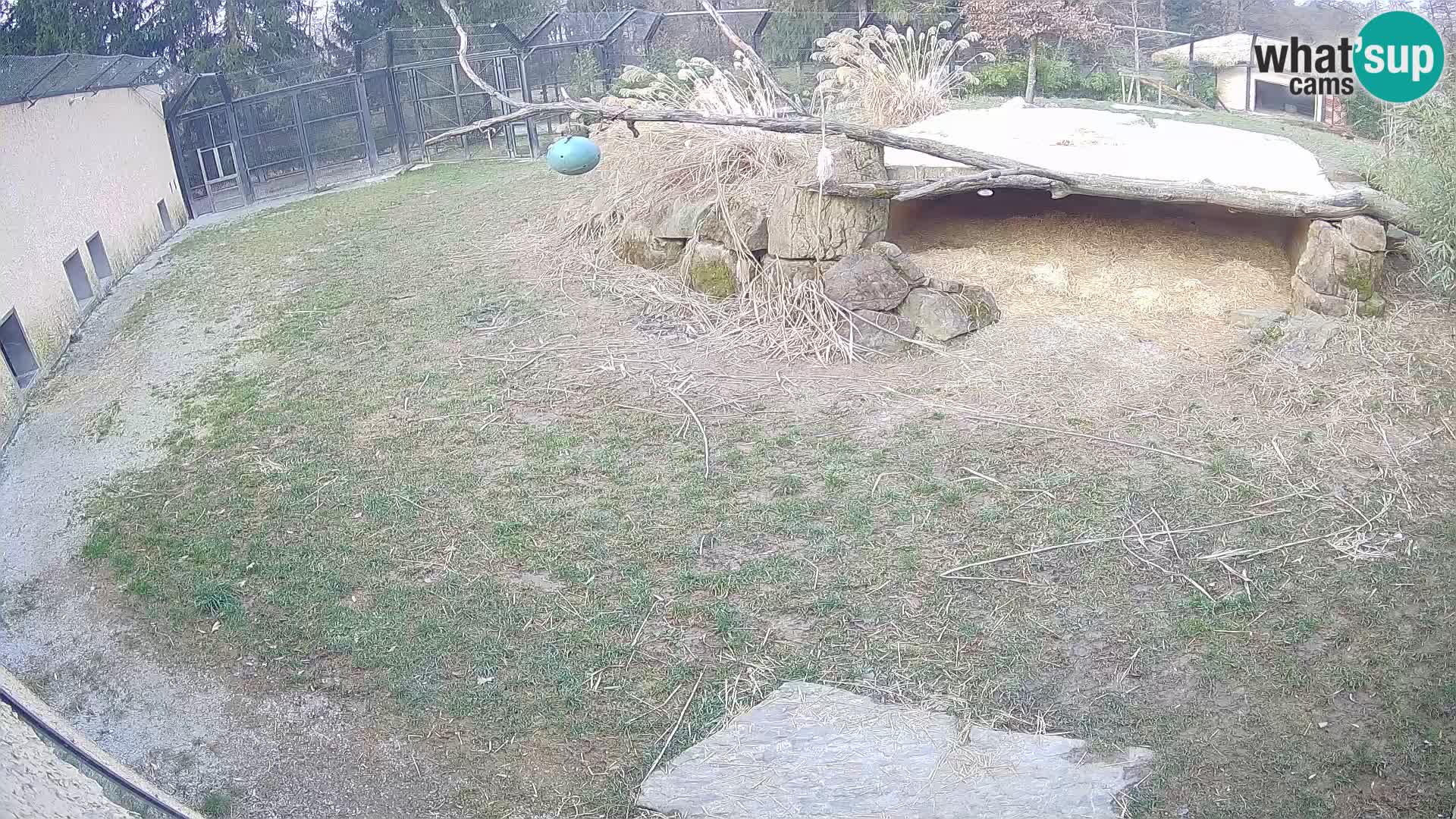 LEON Webcam en vivo en Ljubljana Zoo – Eslovenia