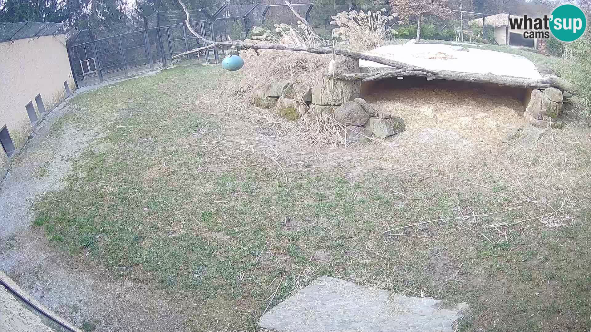 LEVI spletna kamera v živalskem vrtu Ljubljana Zoo