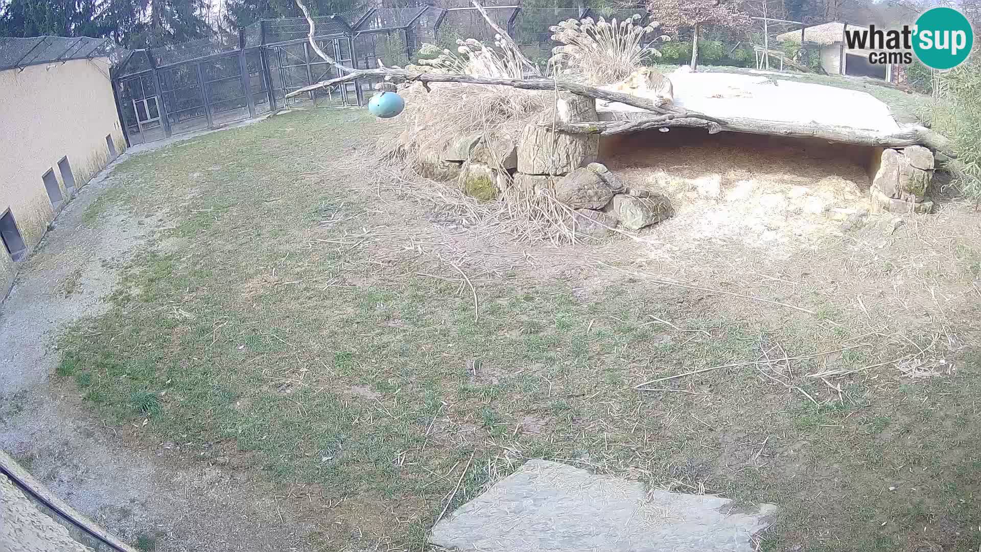 LEVI spletna kamera v živalskem vrtu Ljubljana Zoo