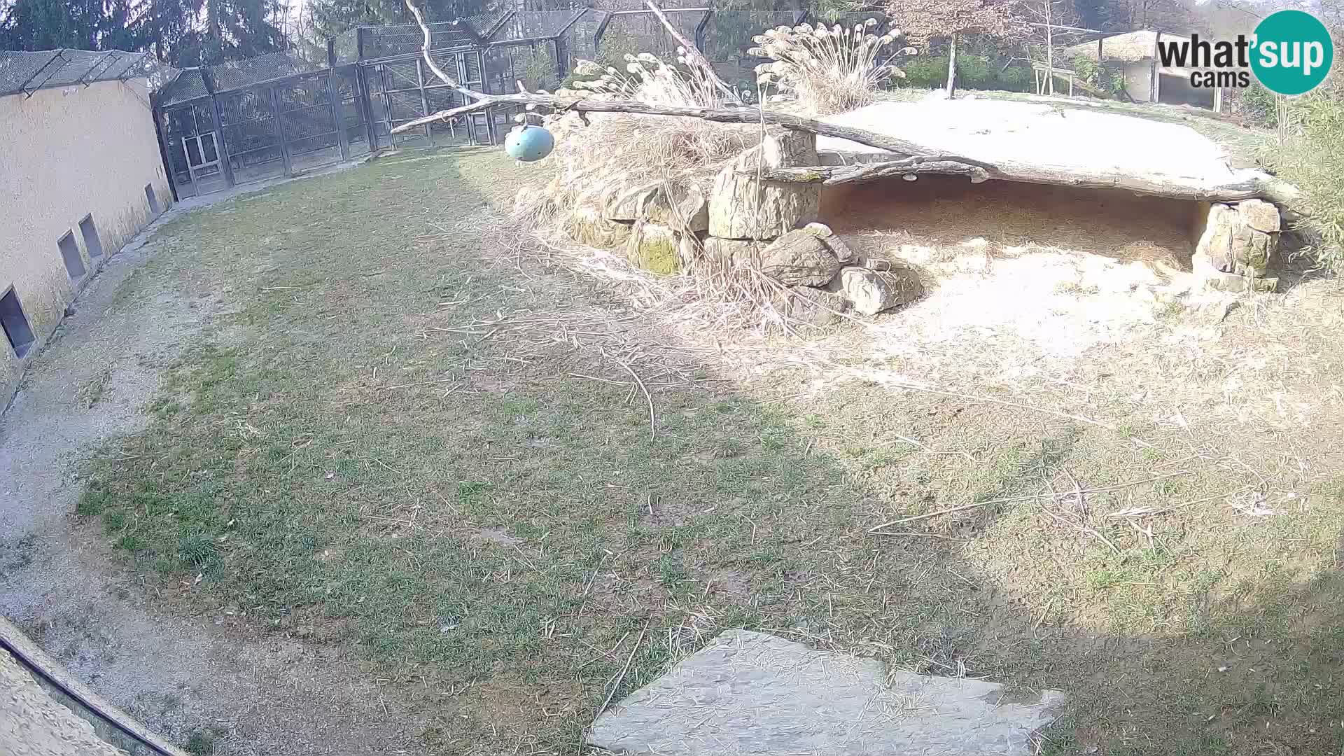 LEONE live Webcam nello zoo di Lubiana – Slovenia